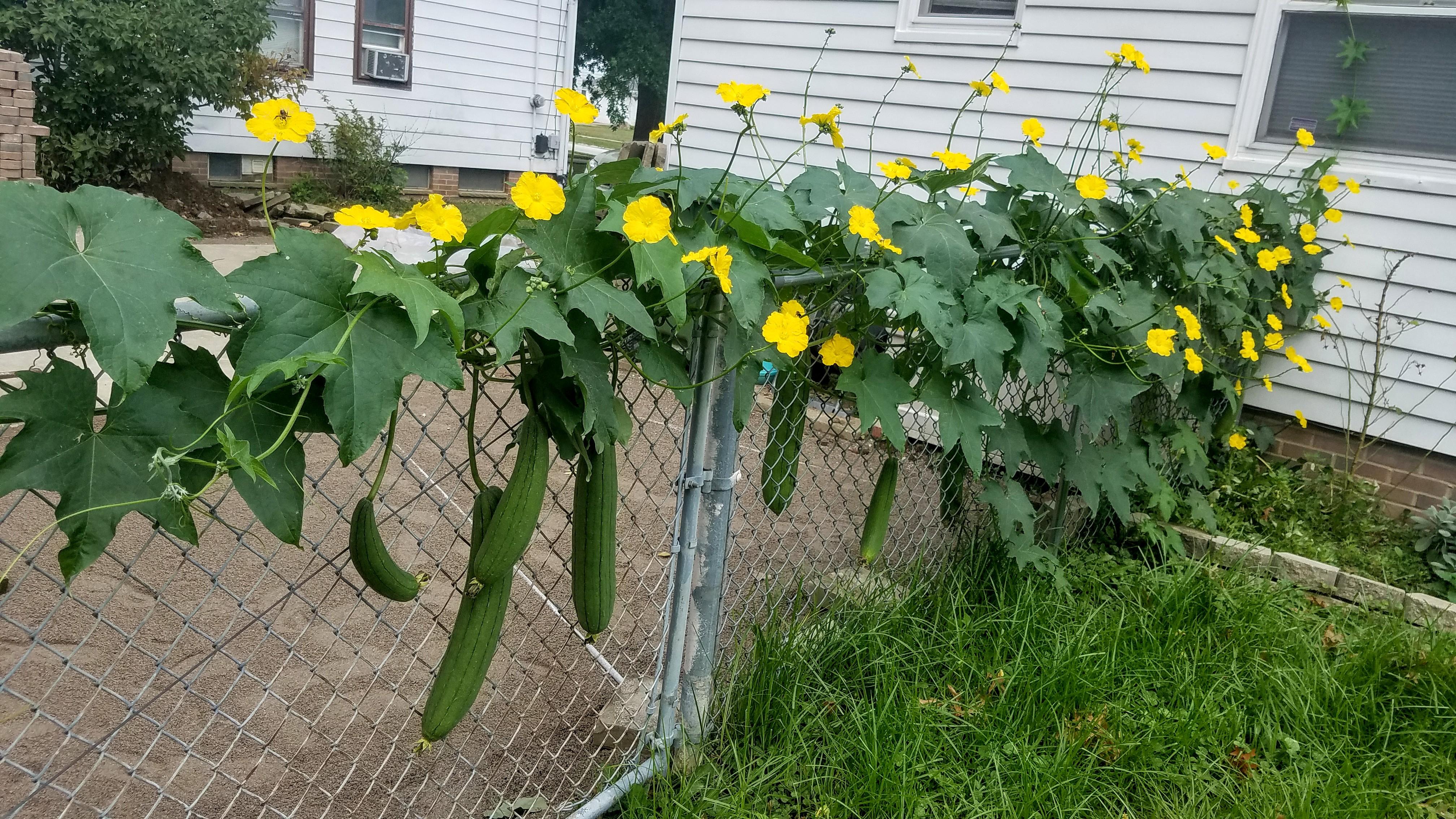 Thanks to this sub, I learned I could grow loofahs in my backyard. Also