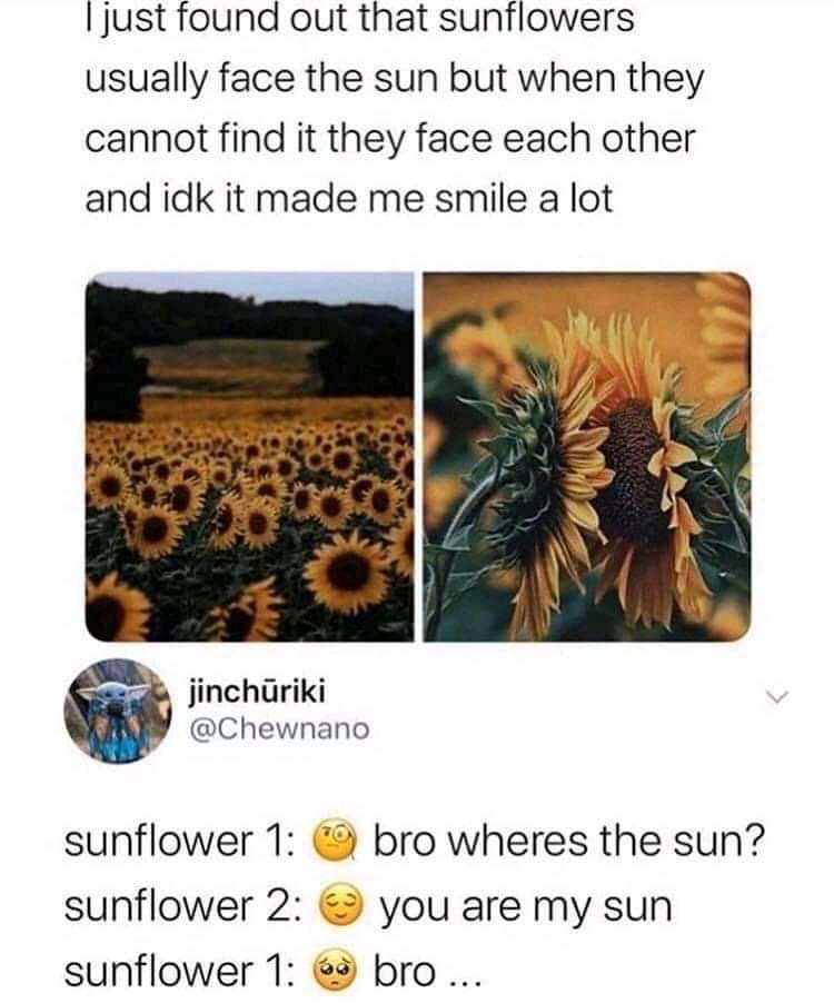 wholesome gay sunflowers 🌻🌻 r/SuddenlyGay