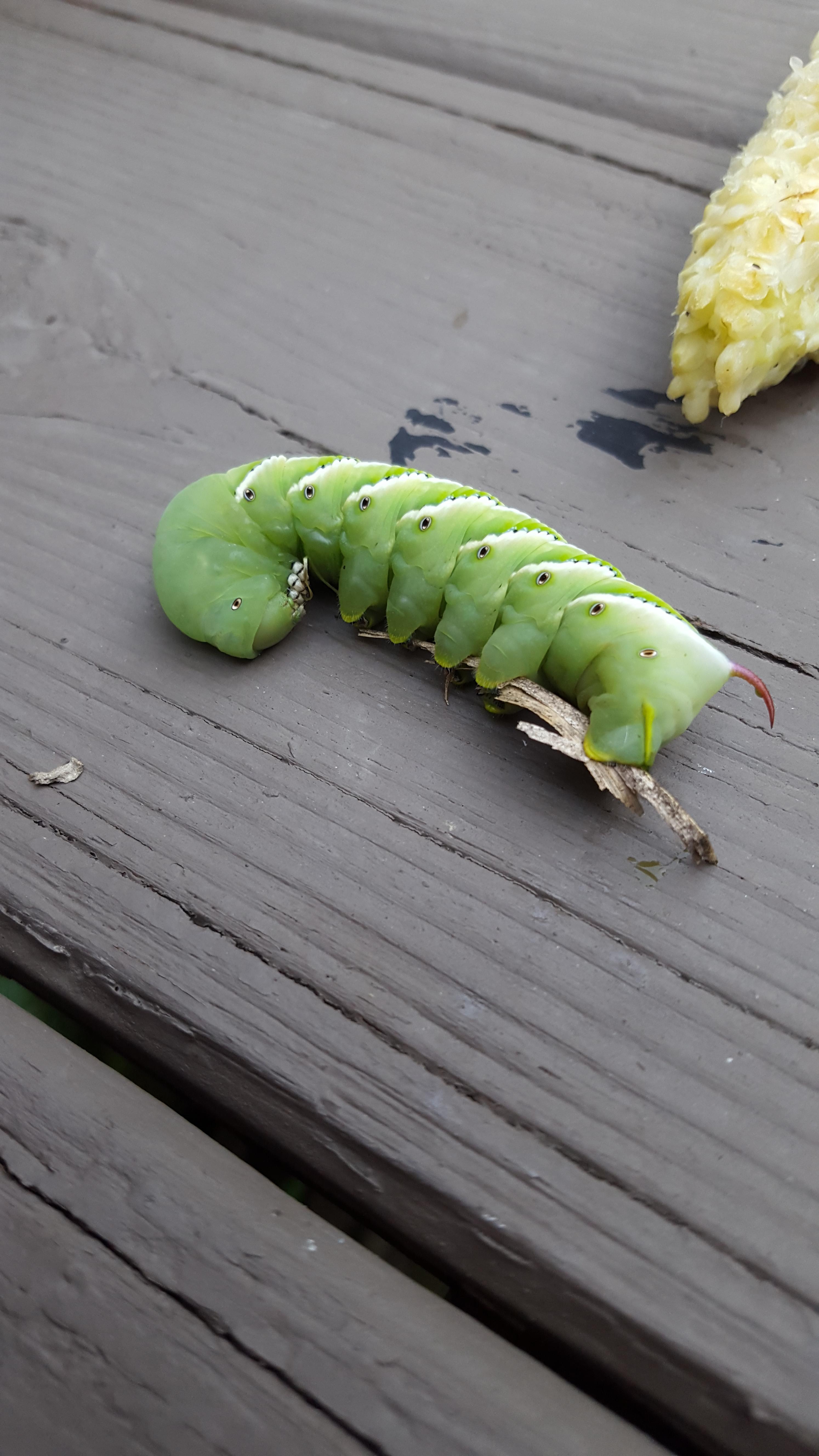 This caterpillar on my back porch. Western Pennsylvania. r/mildlyinteresting