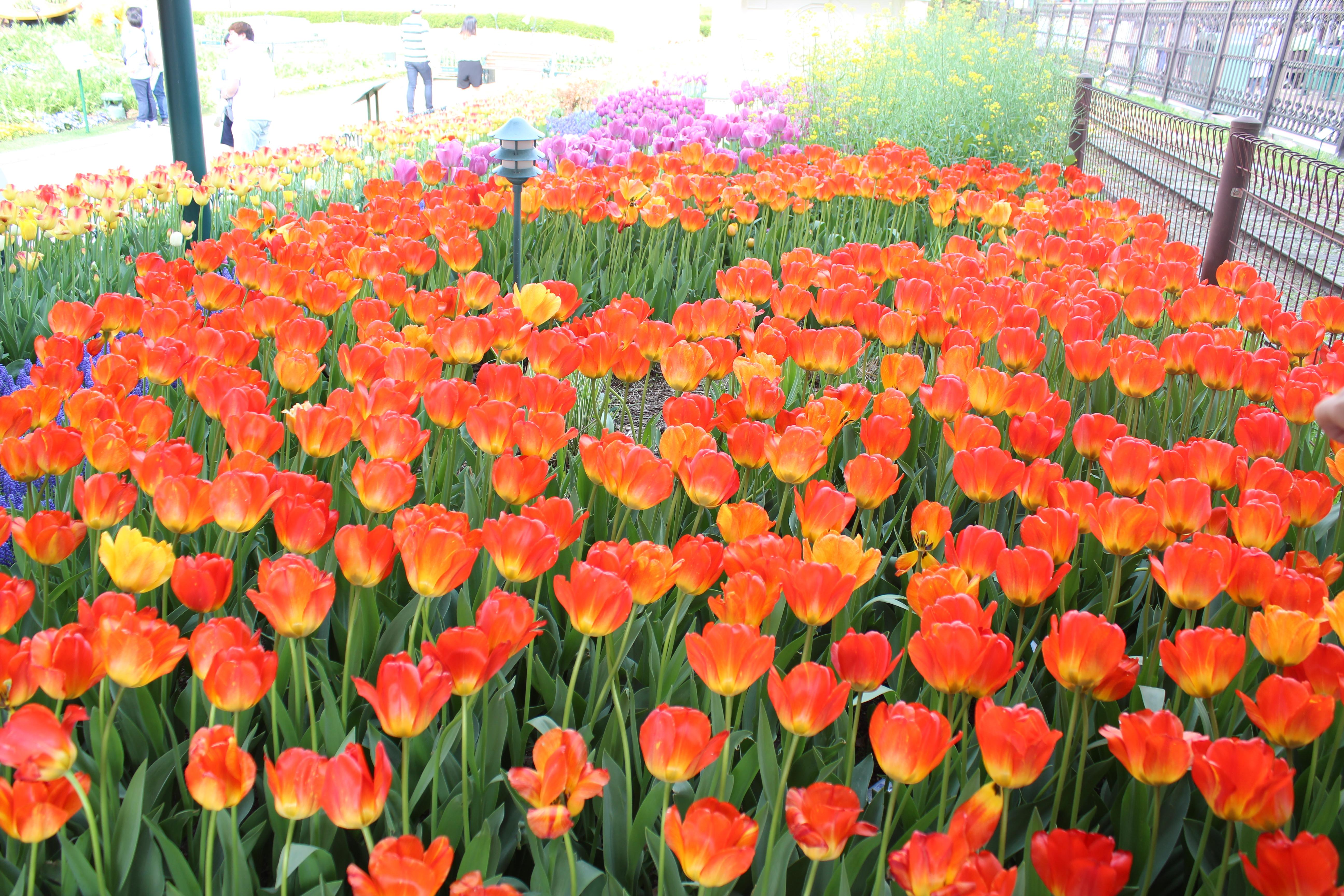 Tulip Blossoms in Everland, Seoul [5184 x 3456] r/BotanicalPorn