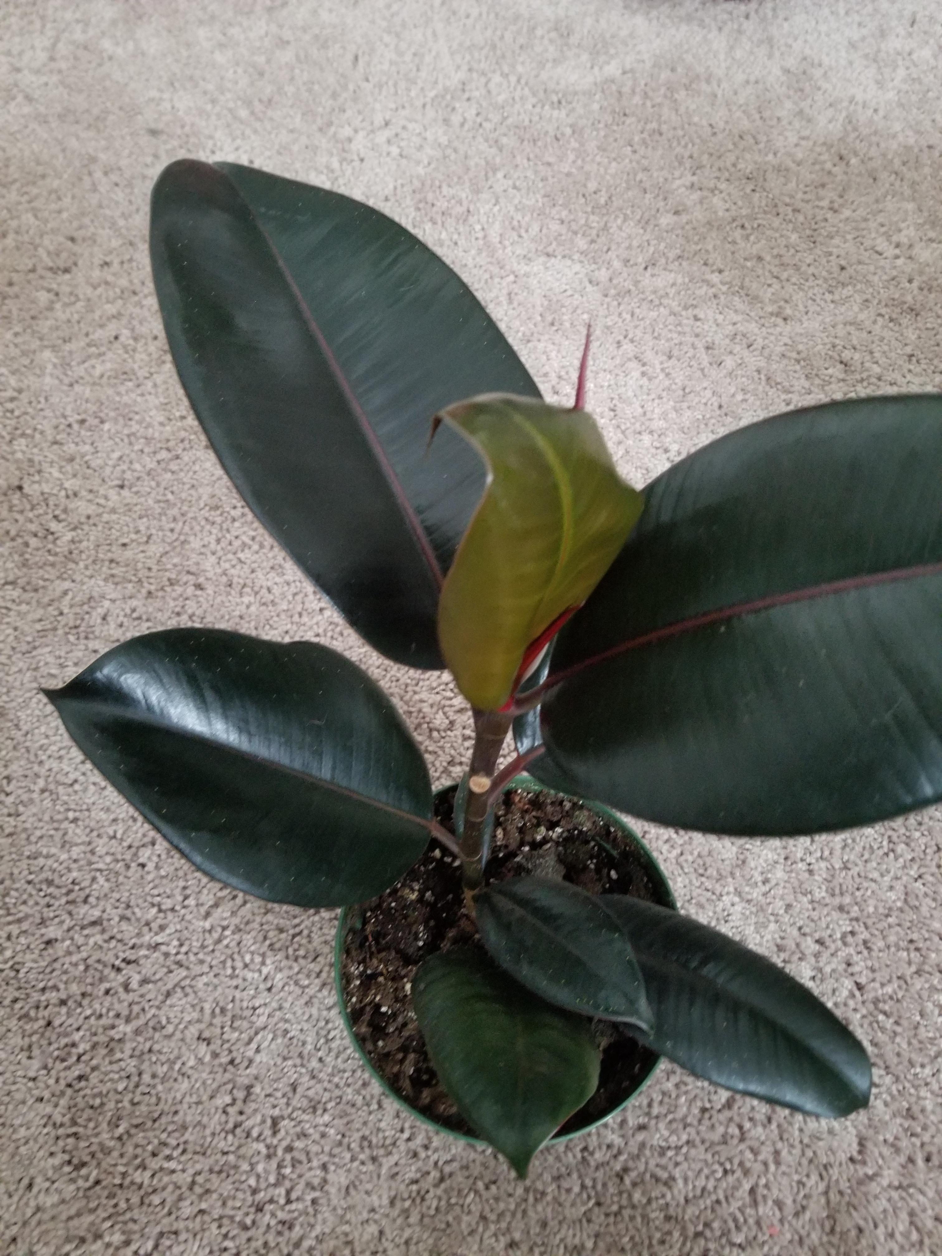 New leaf on my ficus elastica burgundy is curling! r/plantclinic