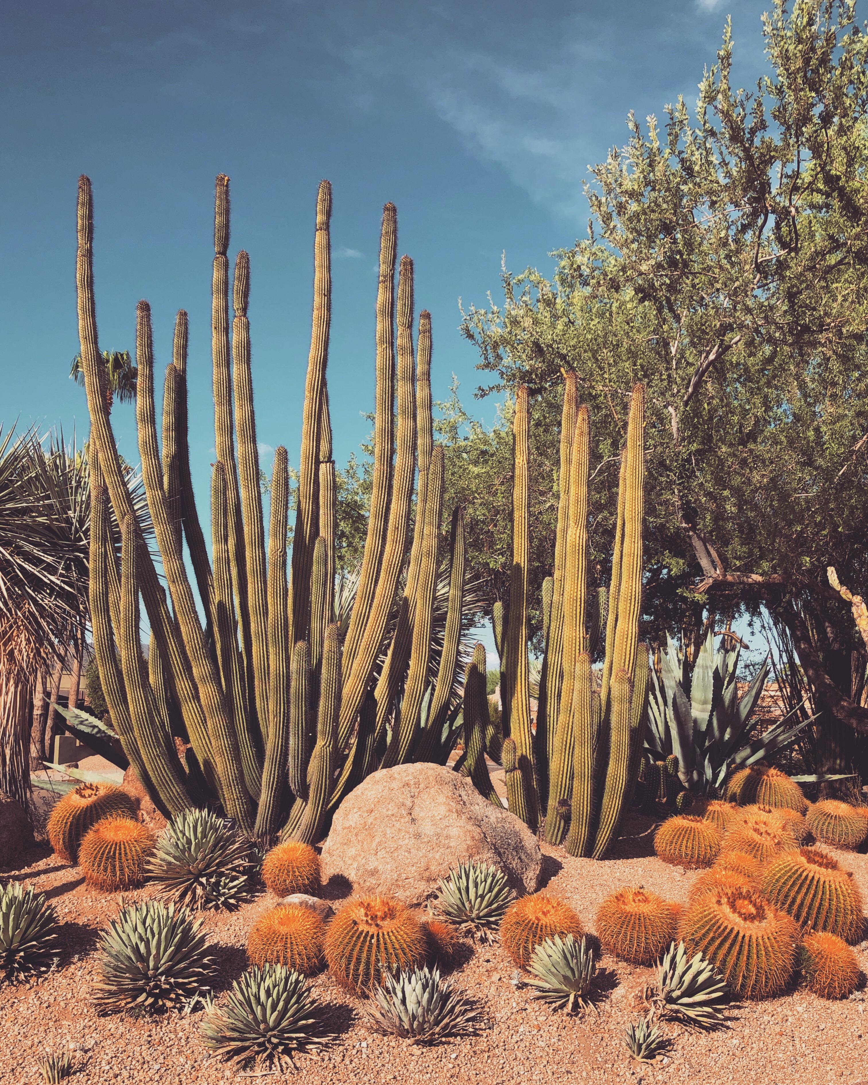 Carefree, AZ r/cactus