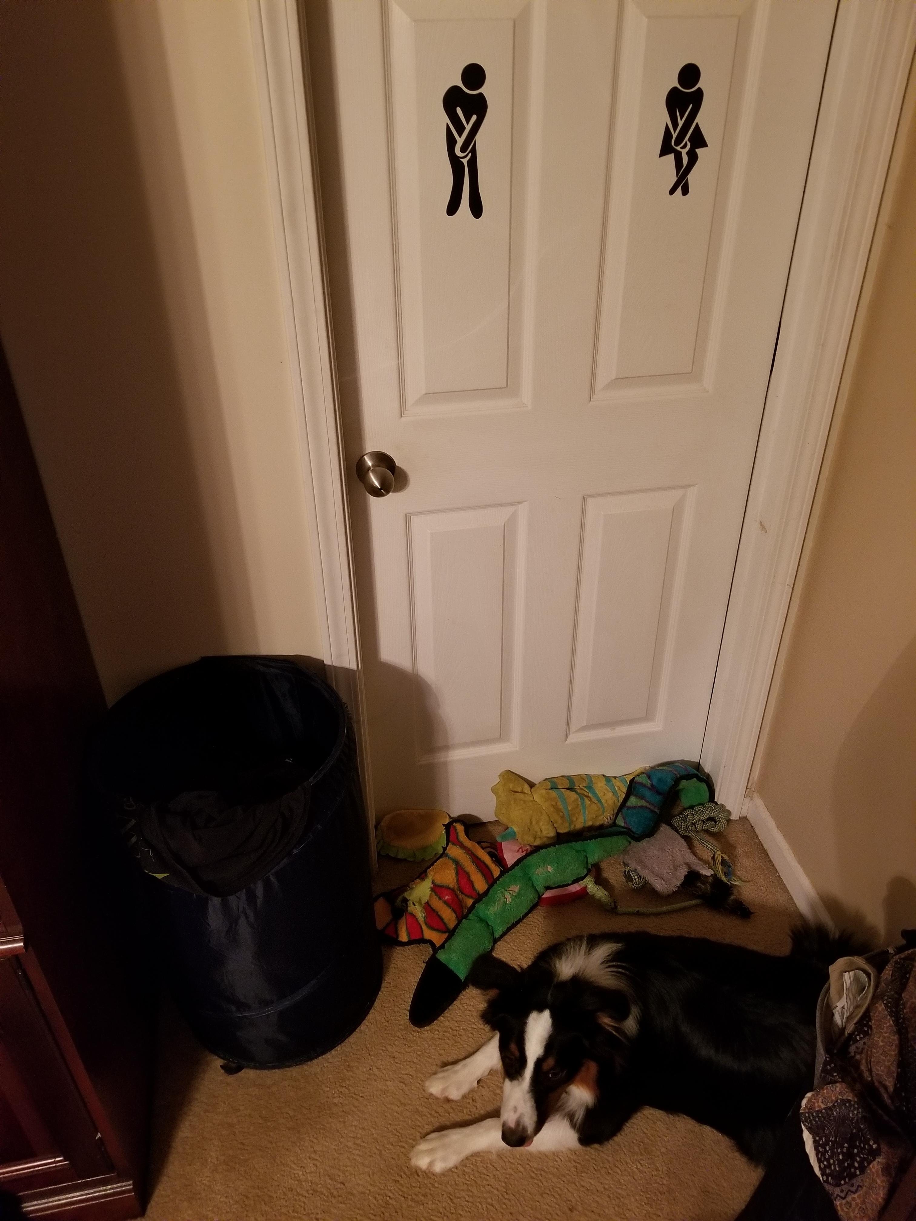My dog brings his toys to the bathroom door if it's closed and he can't