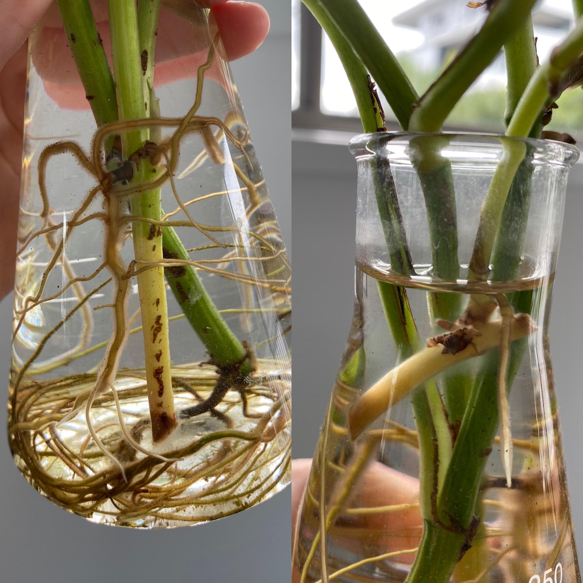 What to do when propagated pothos in water has rooted, but the stem is