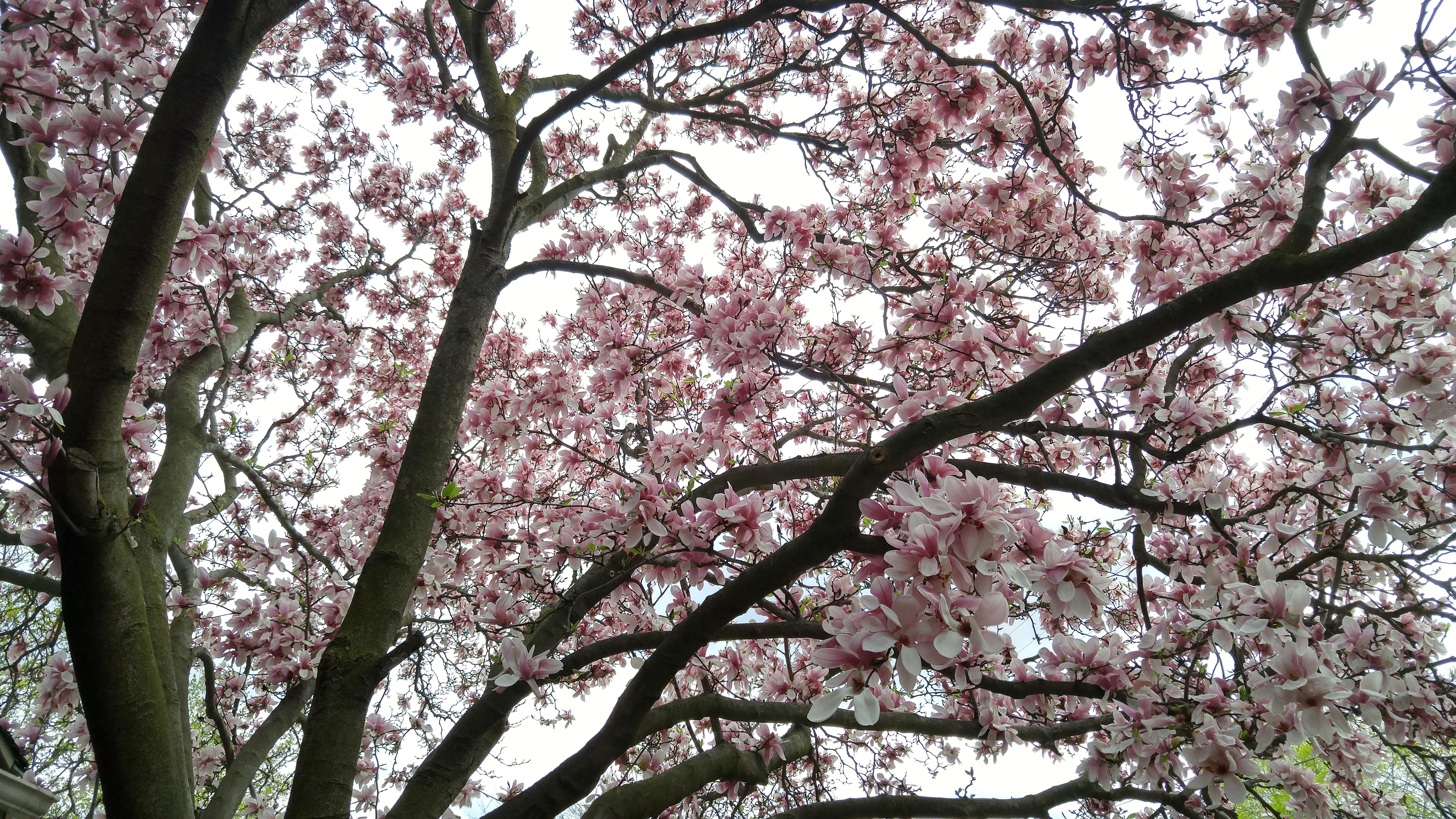 Blooming Magnolia tree covering the grey sky. Detroit, Michigan