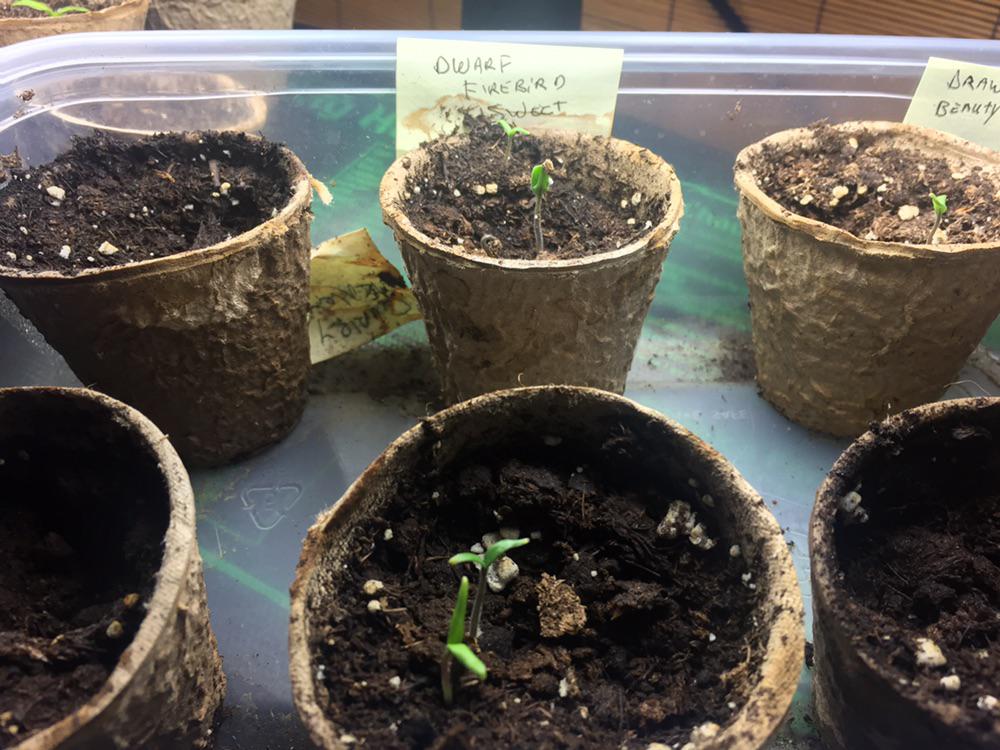 Some dwarf tomato plants have emerged! Zone 6b here, so experts am I way behind? They have a