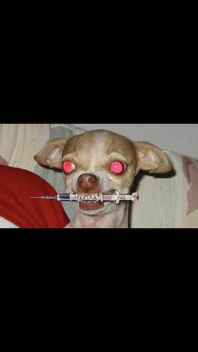 Cursed chihuahua Cursed_Images