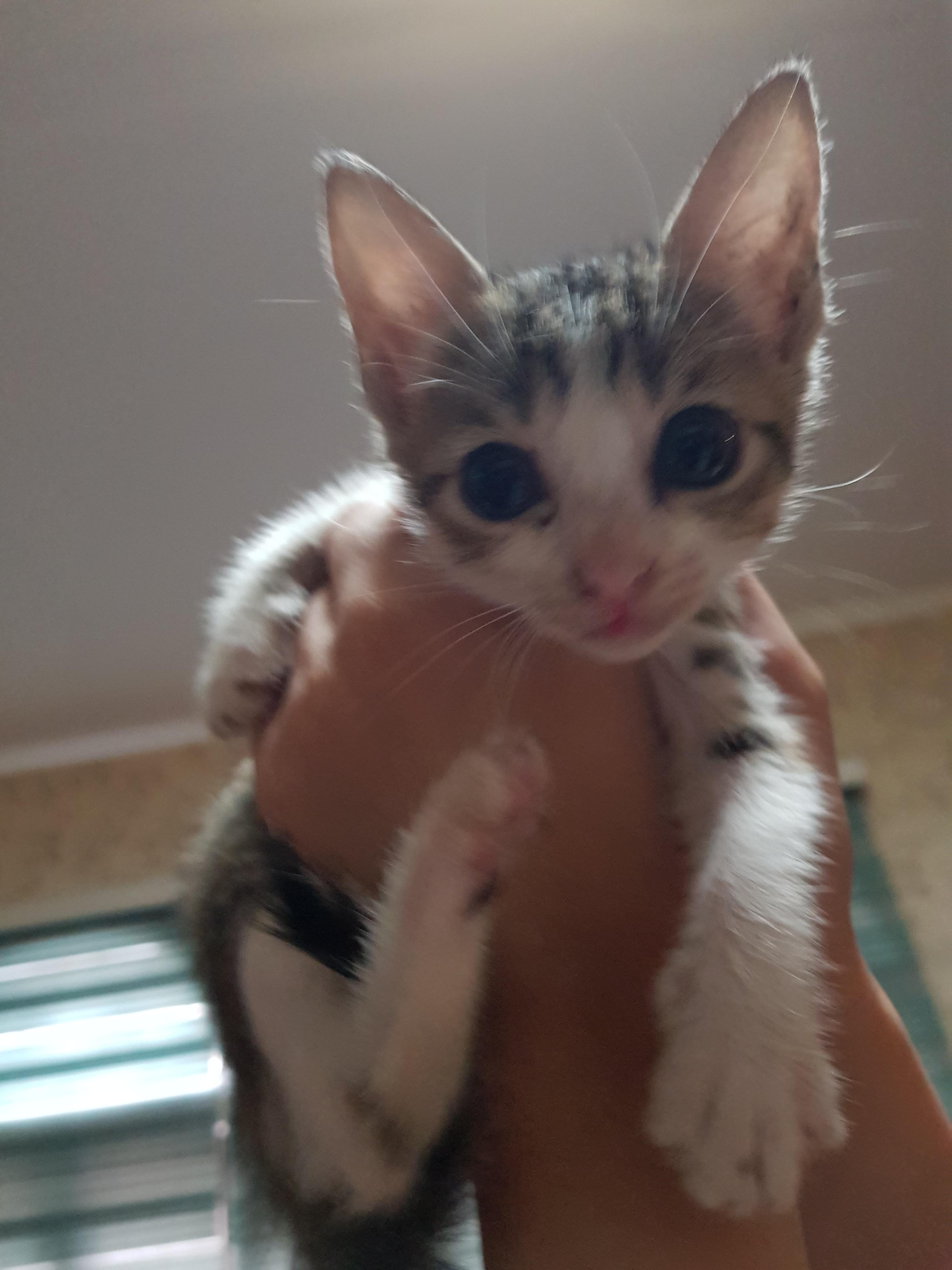 Cat lovers in Metro Manila Area 34 week kitten up for adoption