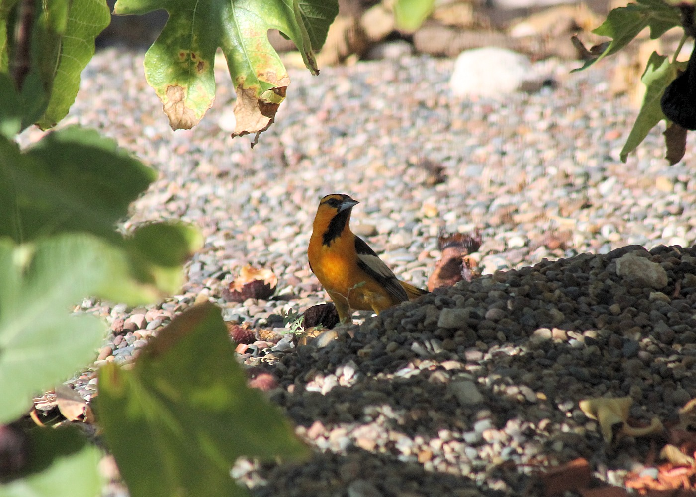 serving jobs in vegas vegaslocals