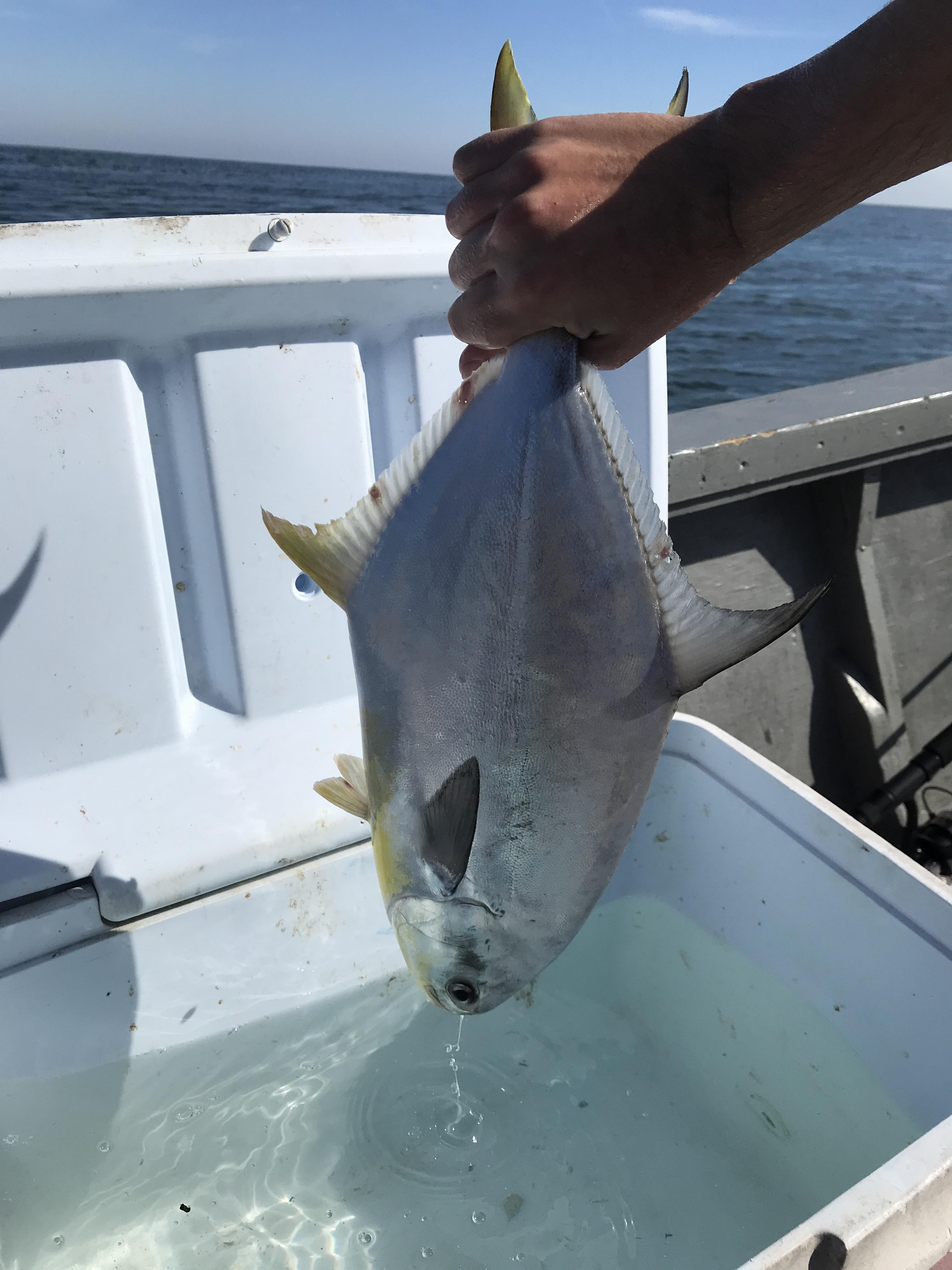 Pompano caught in the Gulf of Mexico r/Fishing