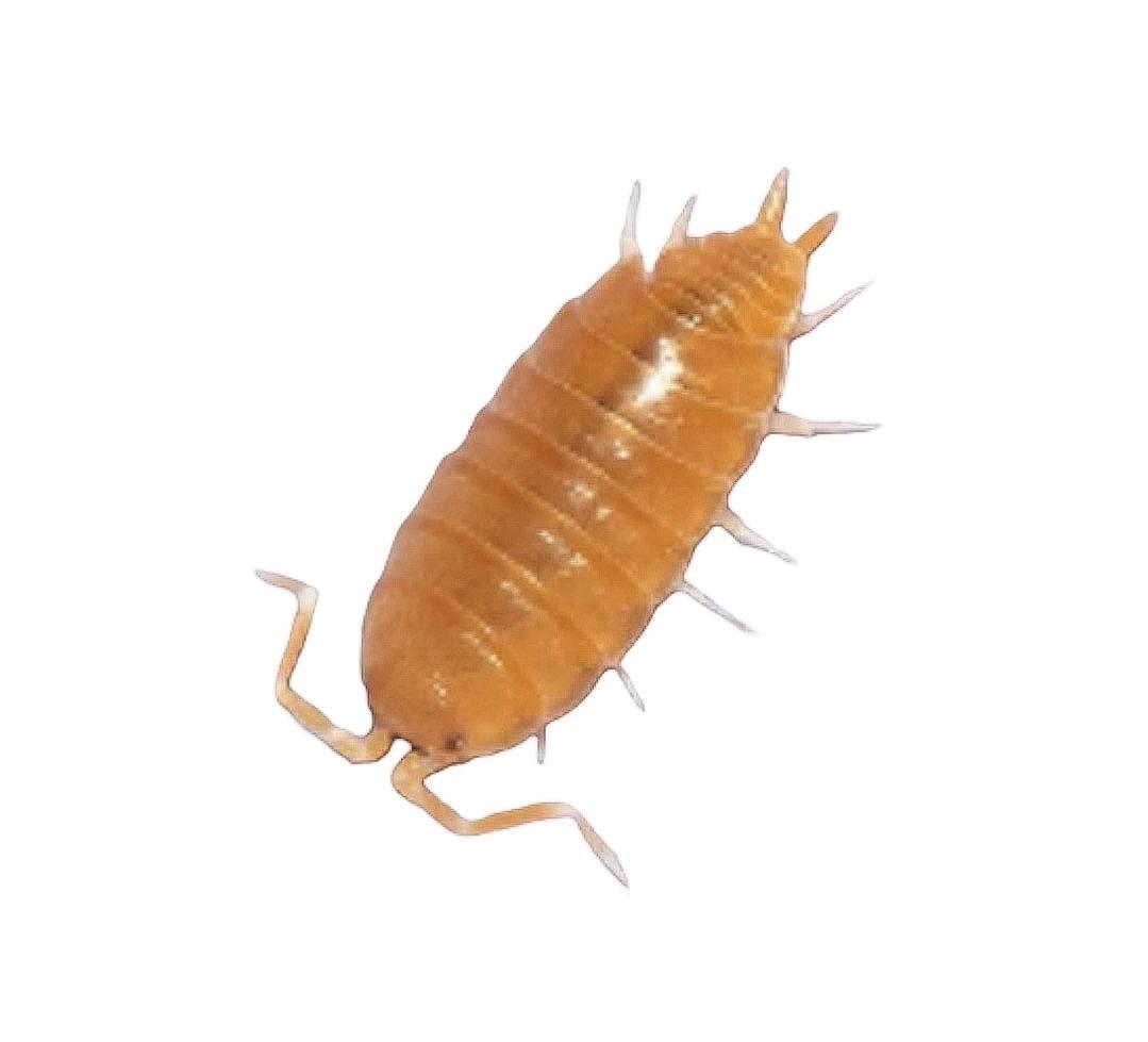 Powder orange isopods for sale! r/isopodexchange