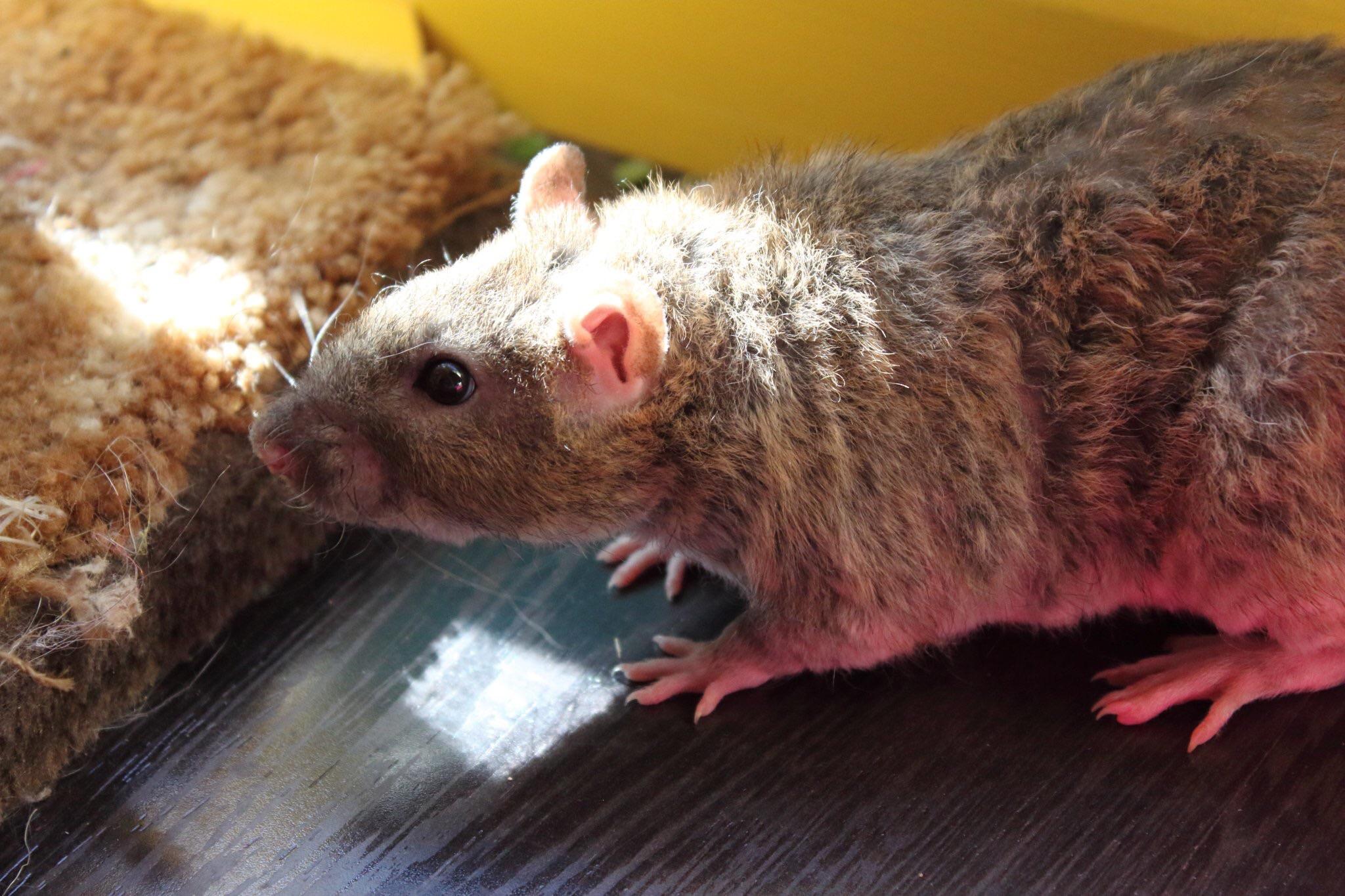 When ur rat matches the carpet r/RATS