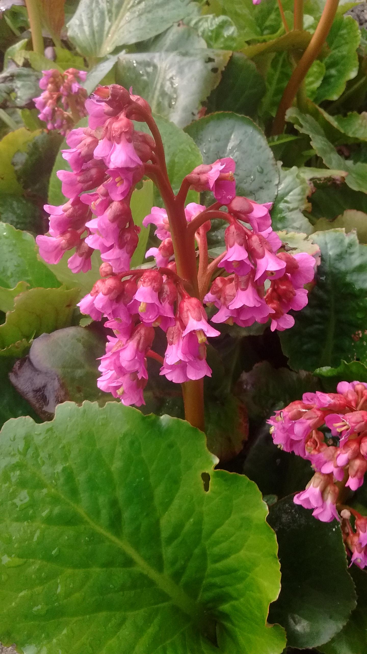What are these cute pink flowers? Zone 8 r/whatsthisplant