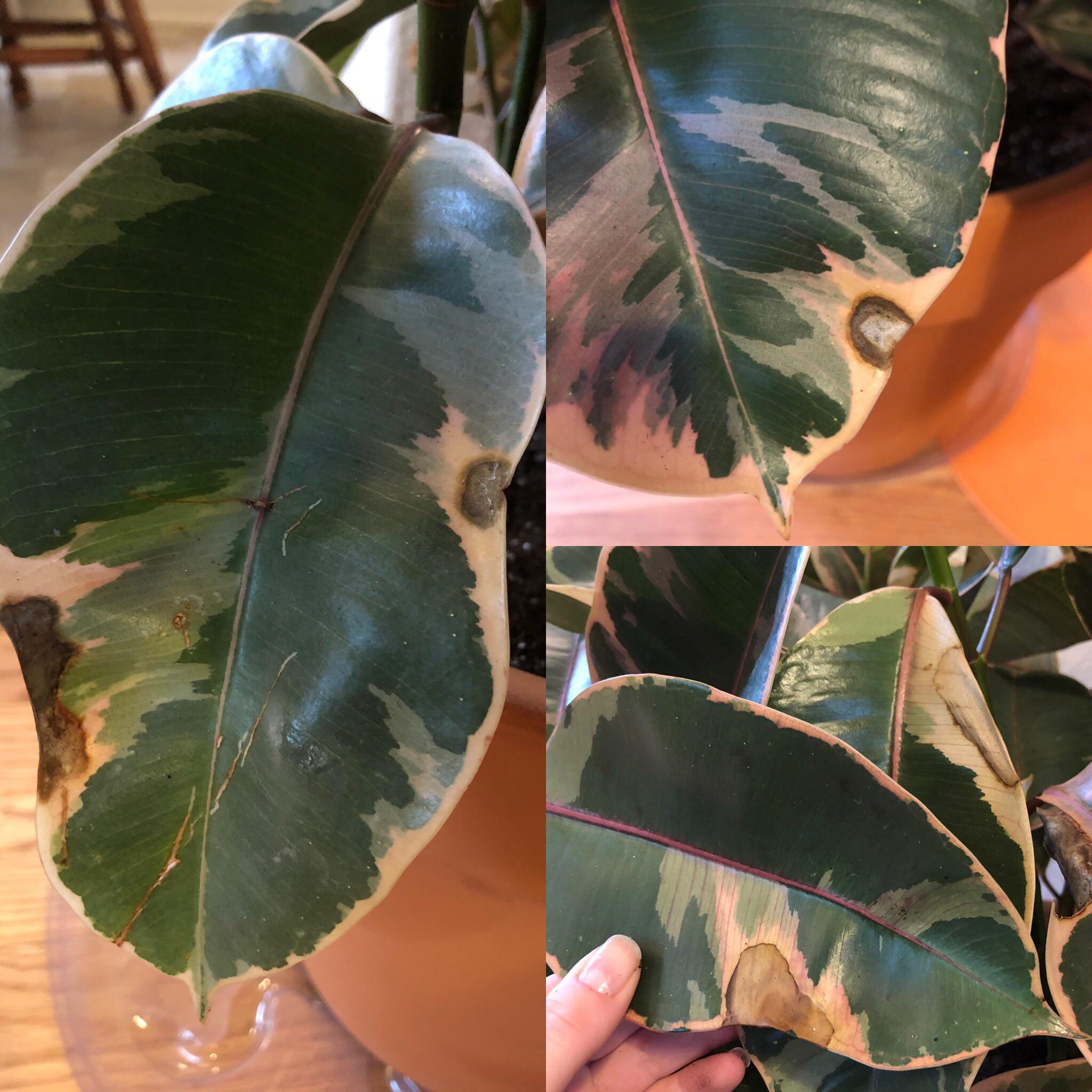 What are these spots on my ruby ficus? Can I save her? r/plantclinic