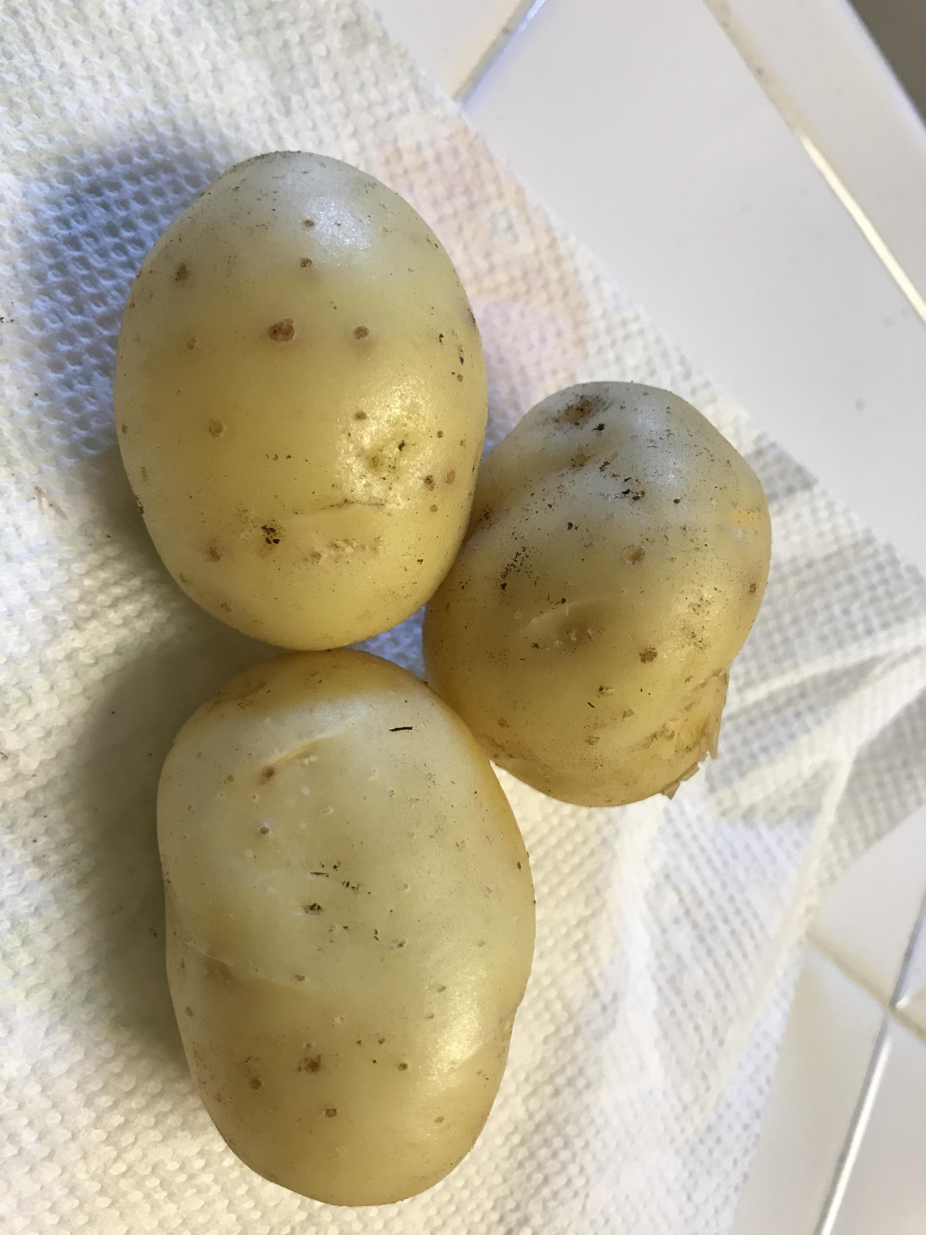 I just dug up some potatoes but they look like they have holes in them