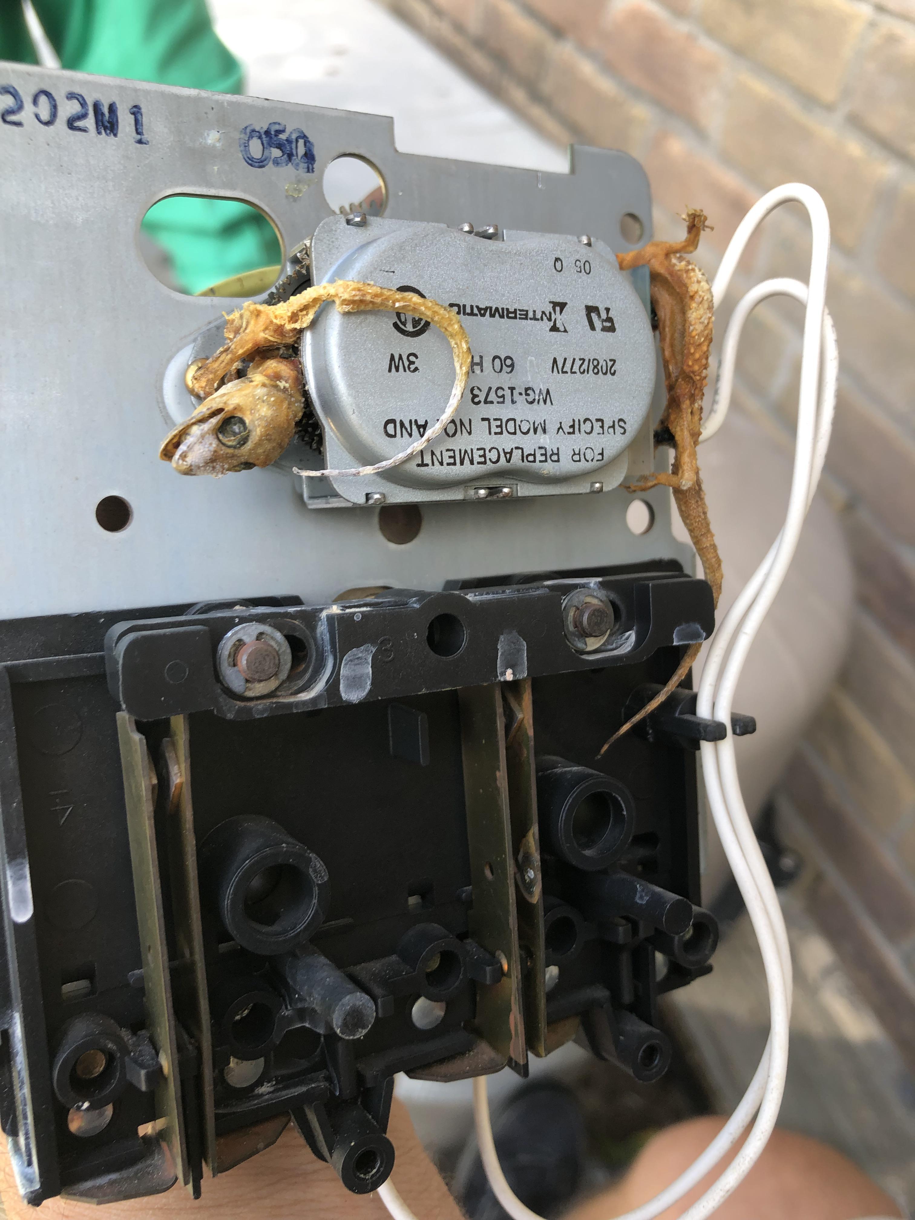 This pool clock timer quit working due to 2 lizards getting caught in
