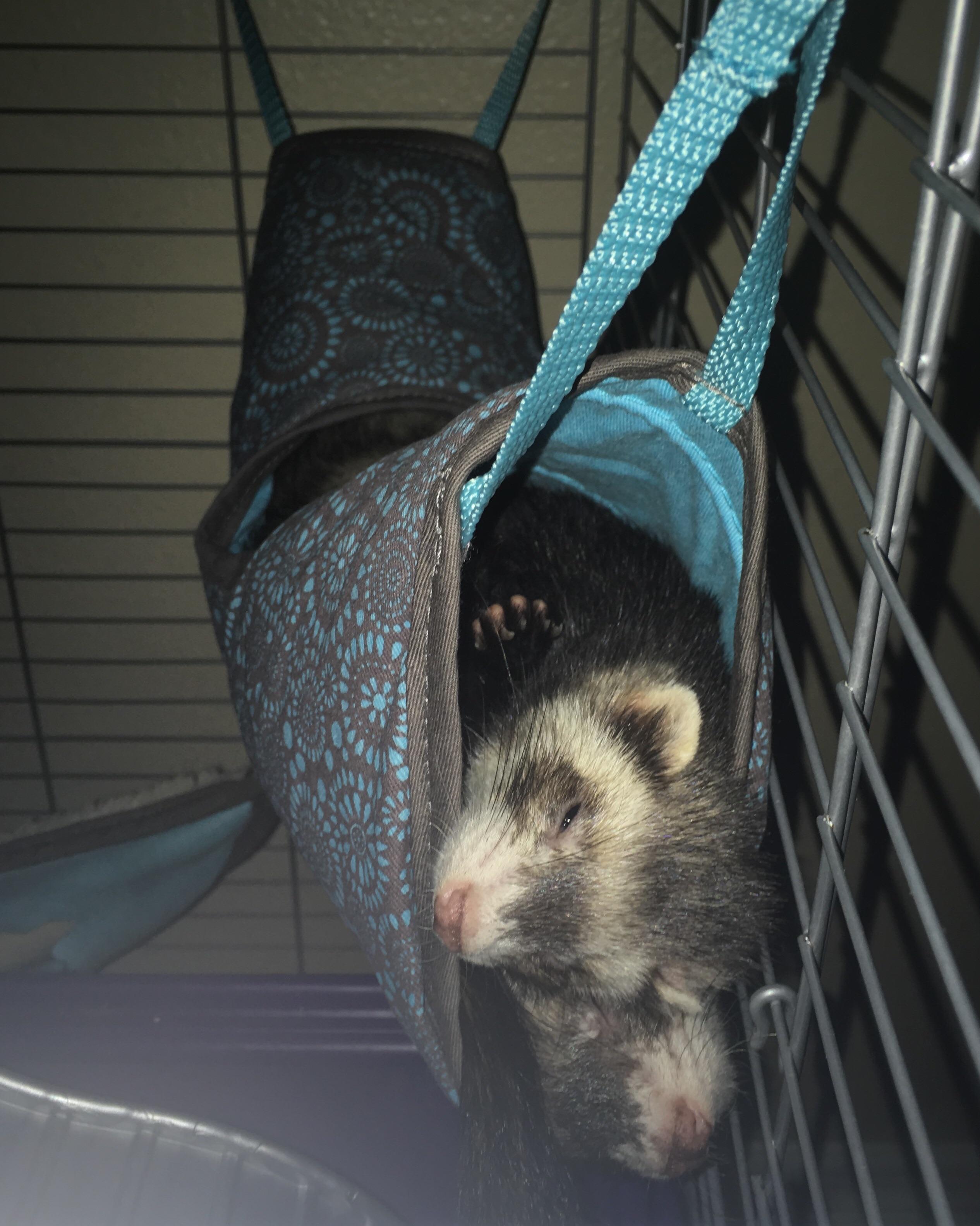 I was cleaning their bedding but they couldn’t stay awake long enough