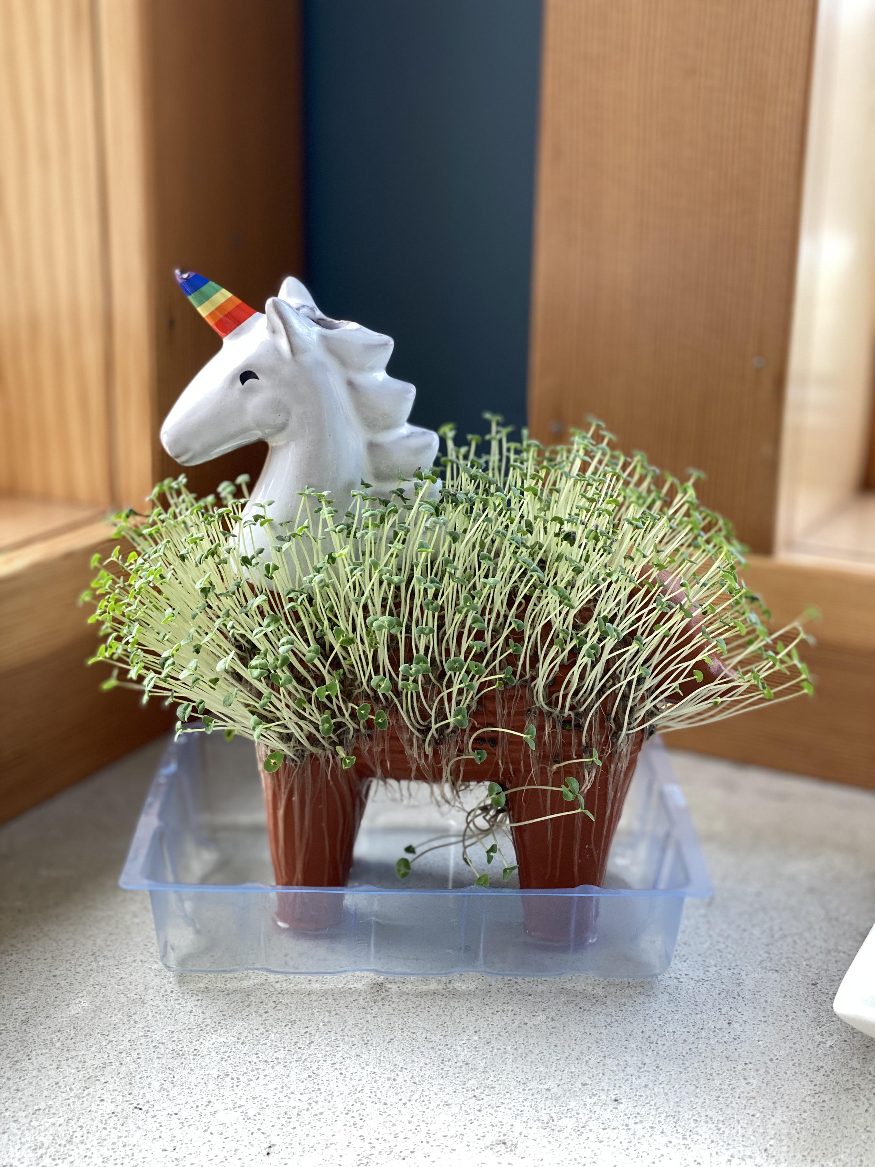My Unicorn Chia Pet that was surprisingly harder to grow than I thought