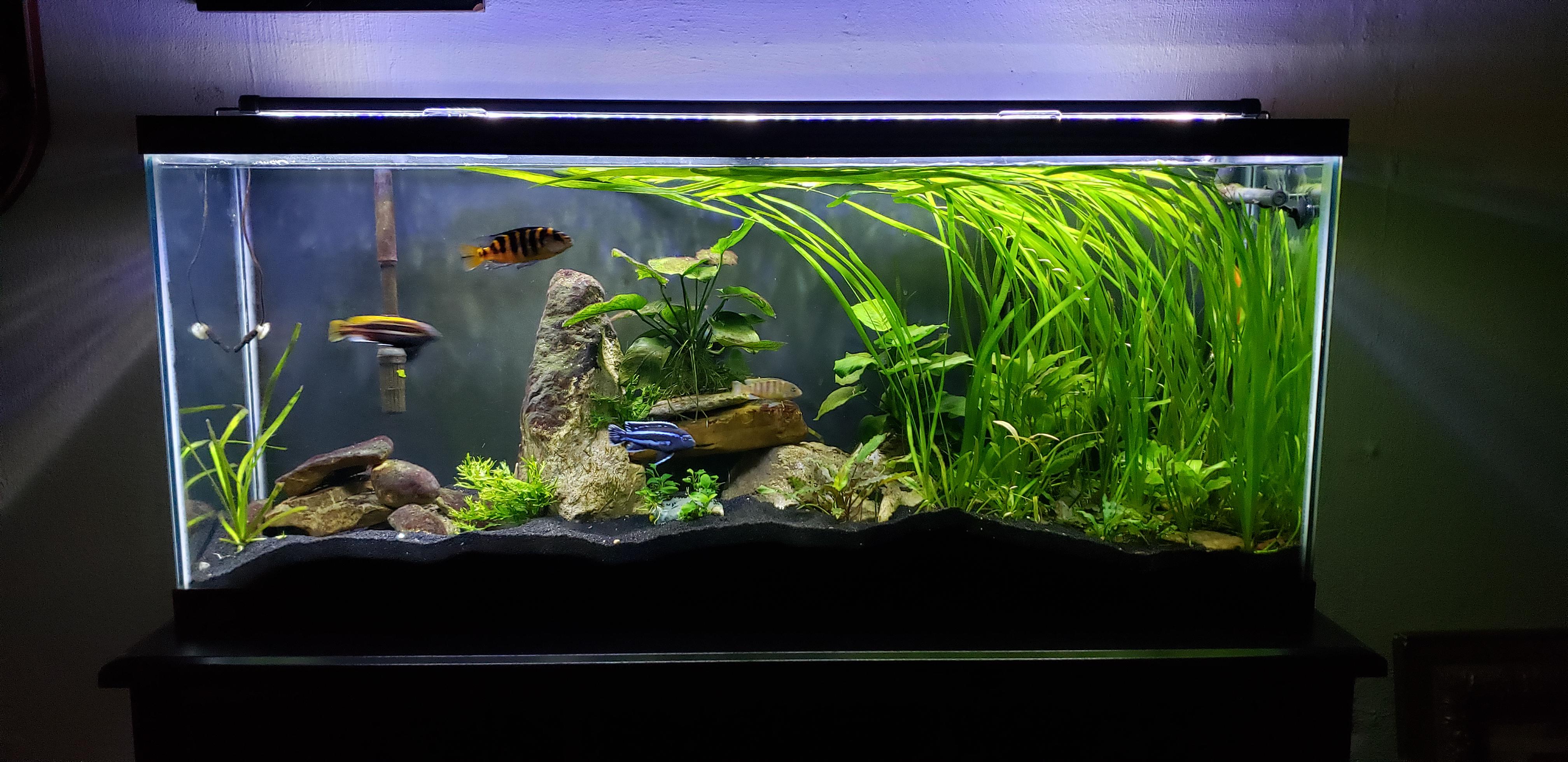 1st post here and 1st cichlid tank, any thoughts on my 55 gallon? r