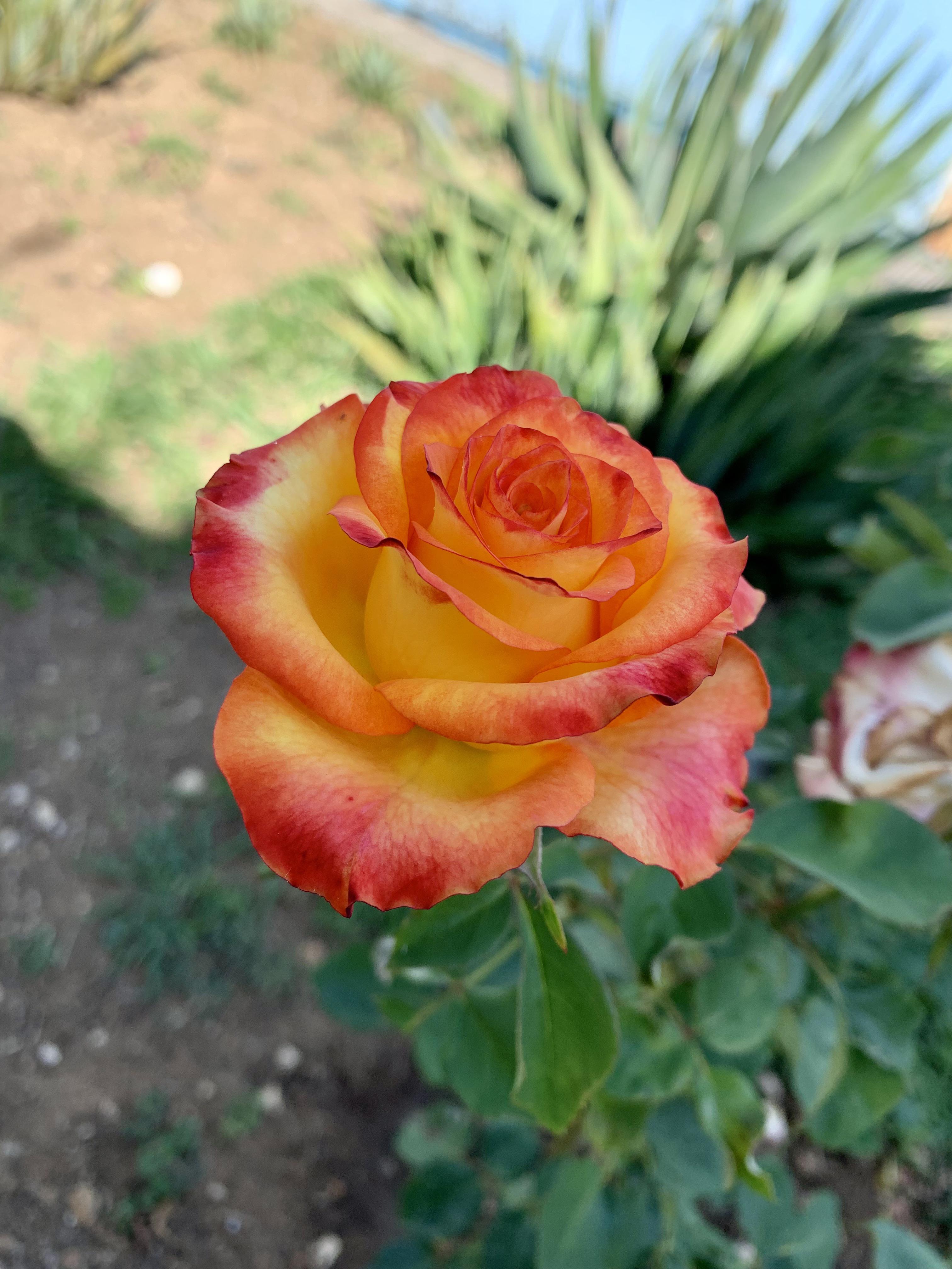 Smells as good as it looks r/Roses