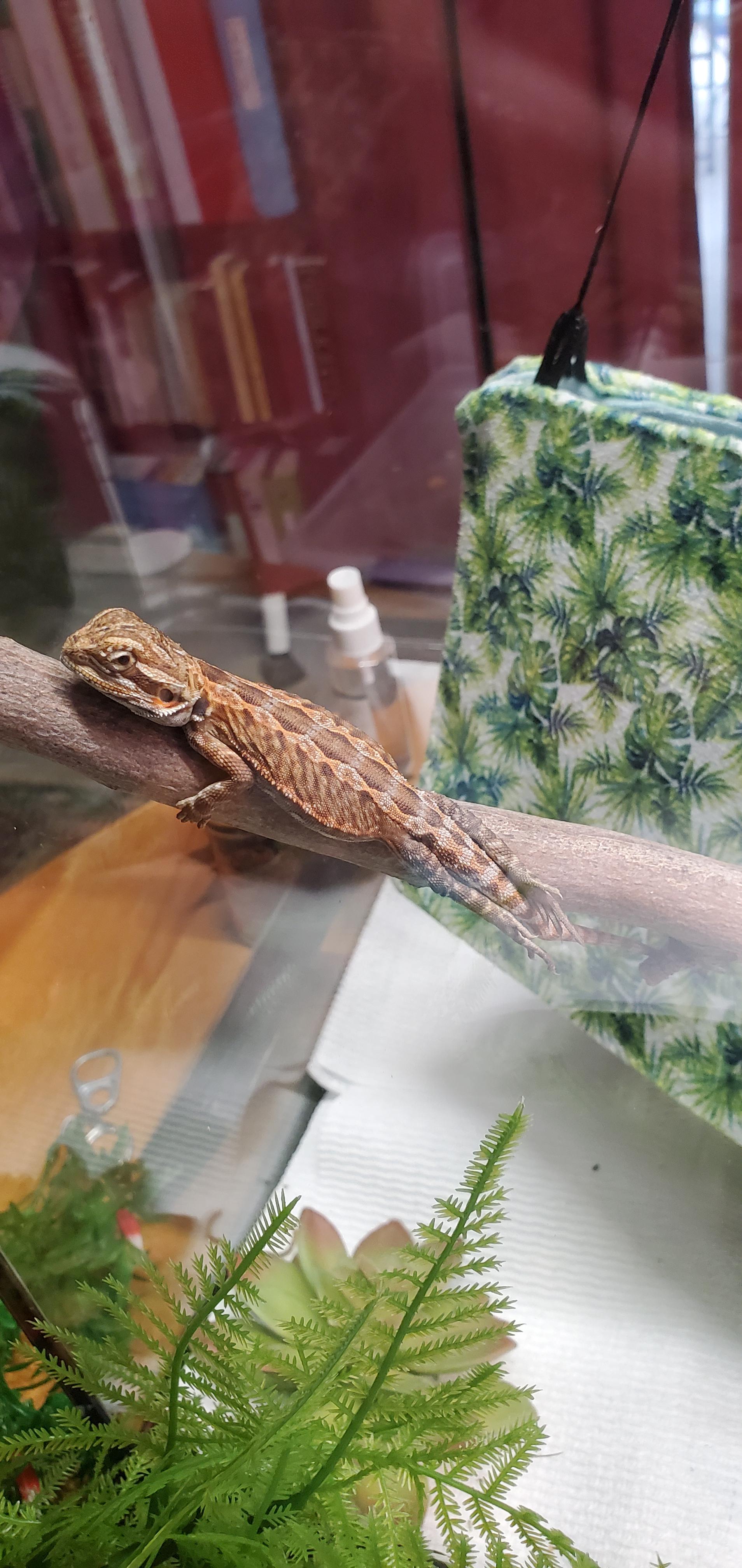 Any reason my baby sleeps with his back legs like that? I've had him