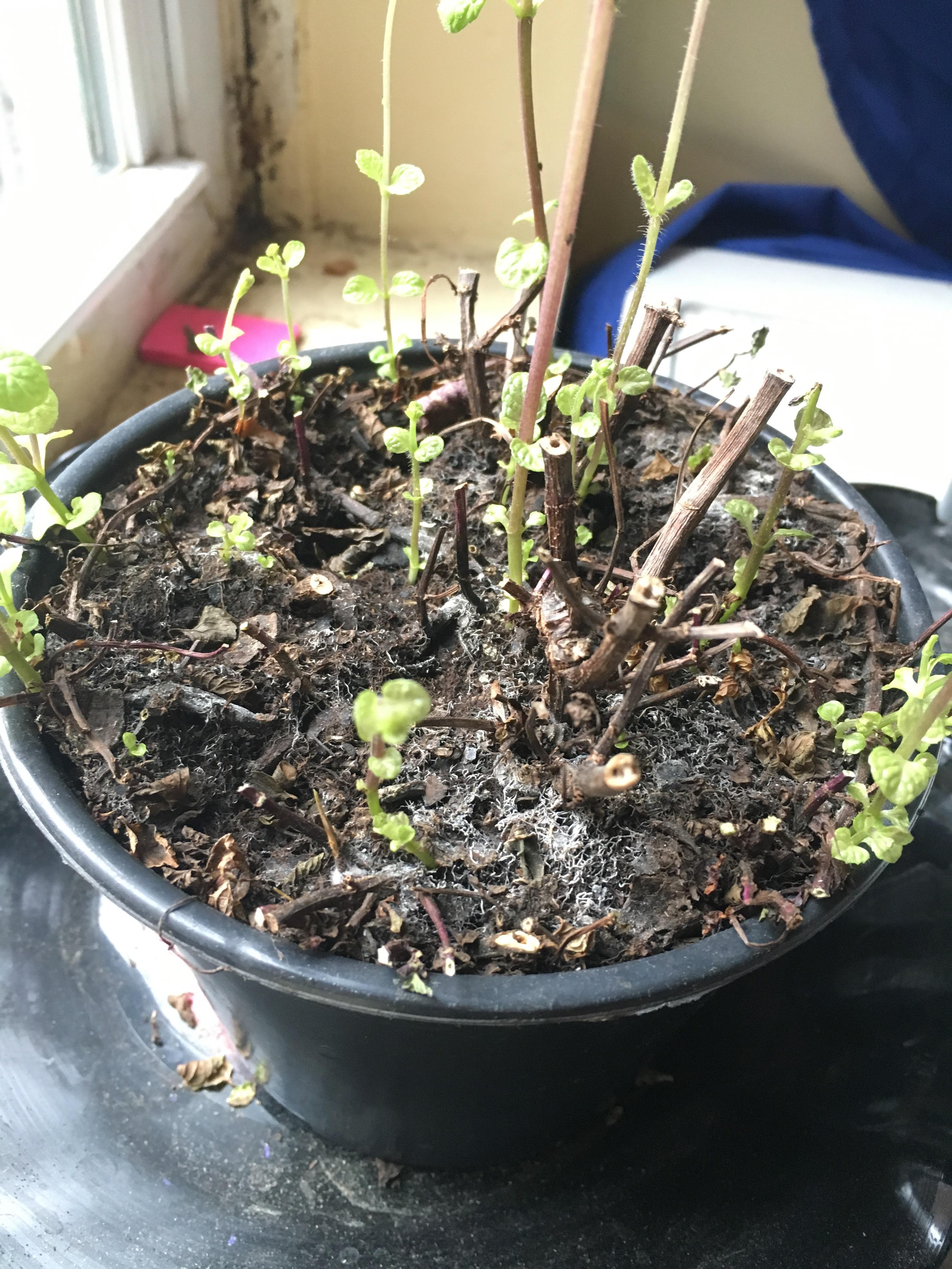 Can any tell me what this is on my mint plant soil? Mold? Thanks! r