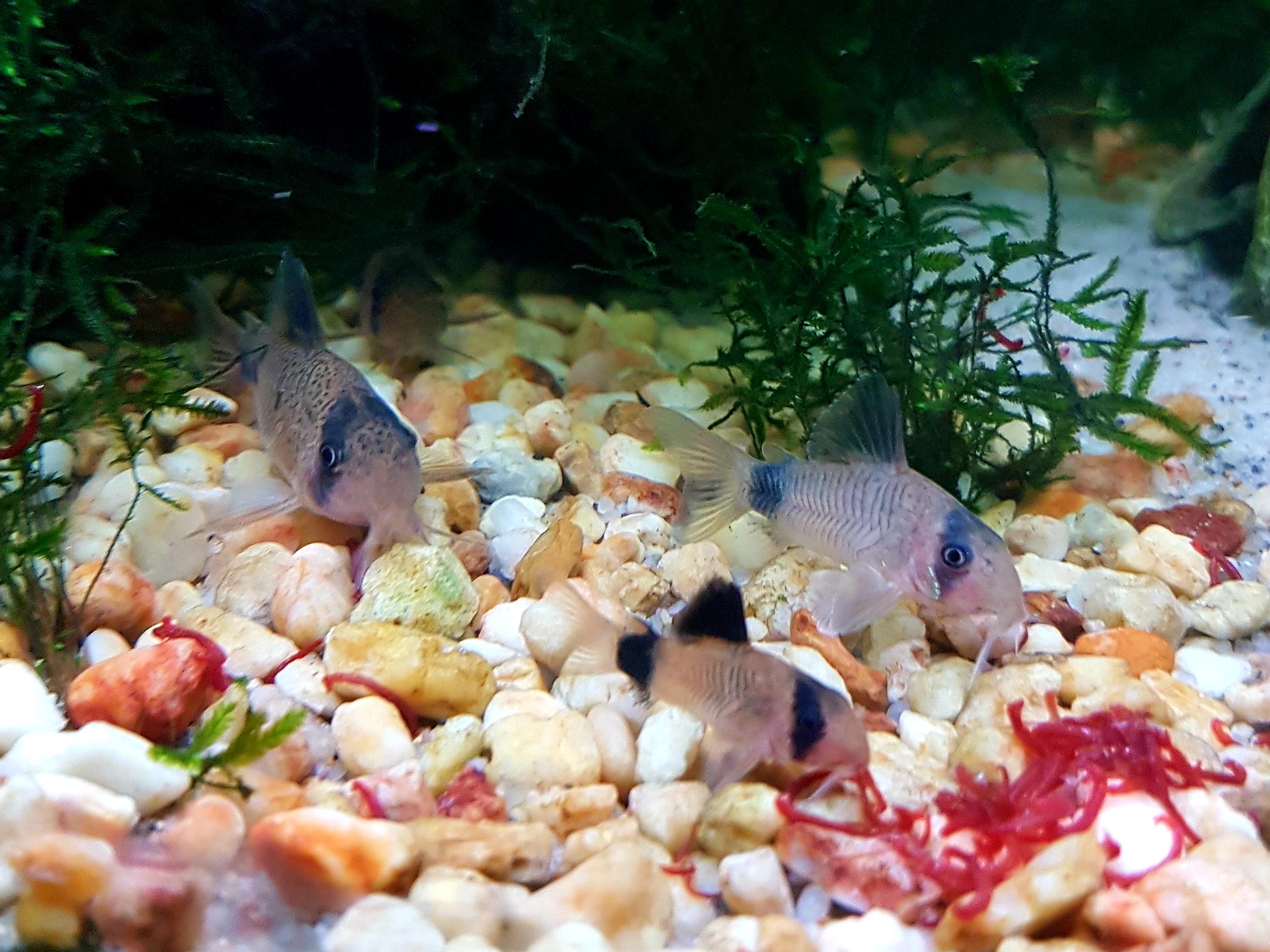 Panda cory family dinner r/Aquariums