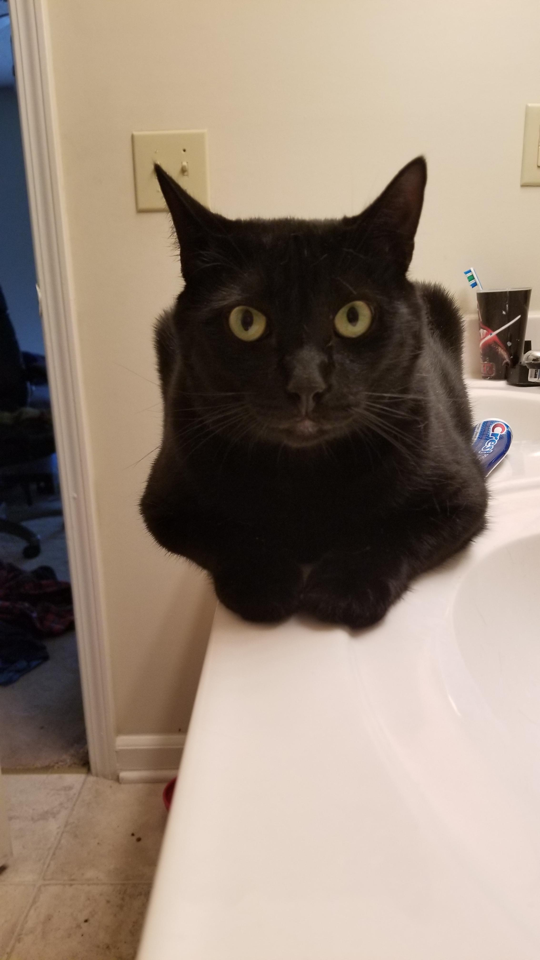 Watches you poop r/Catloaf