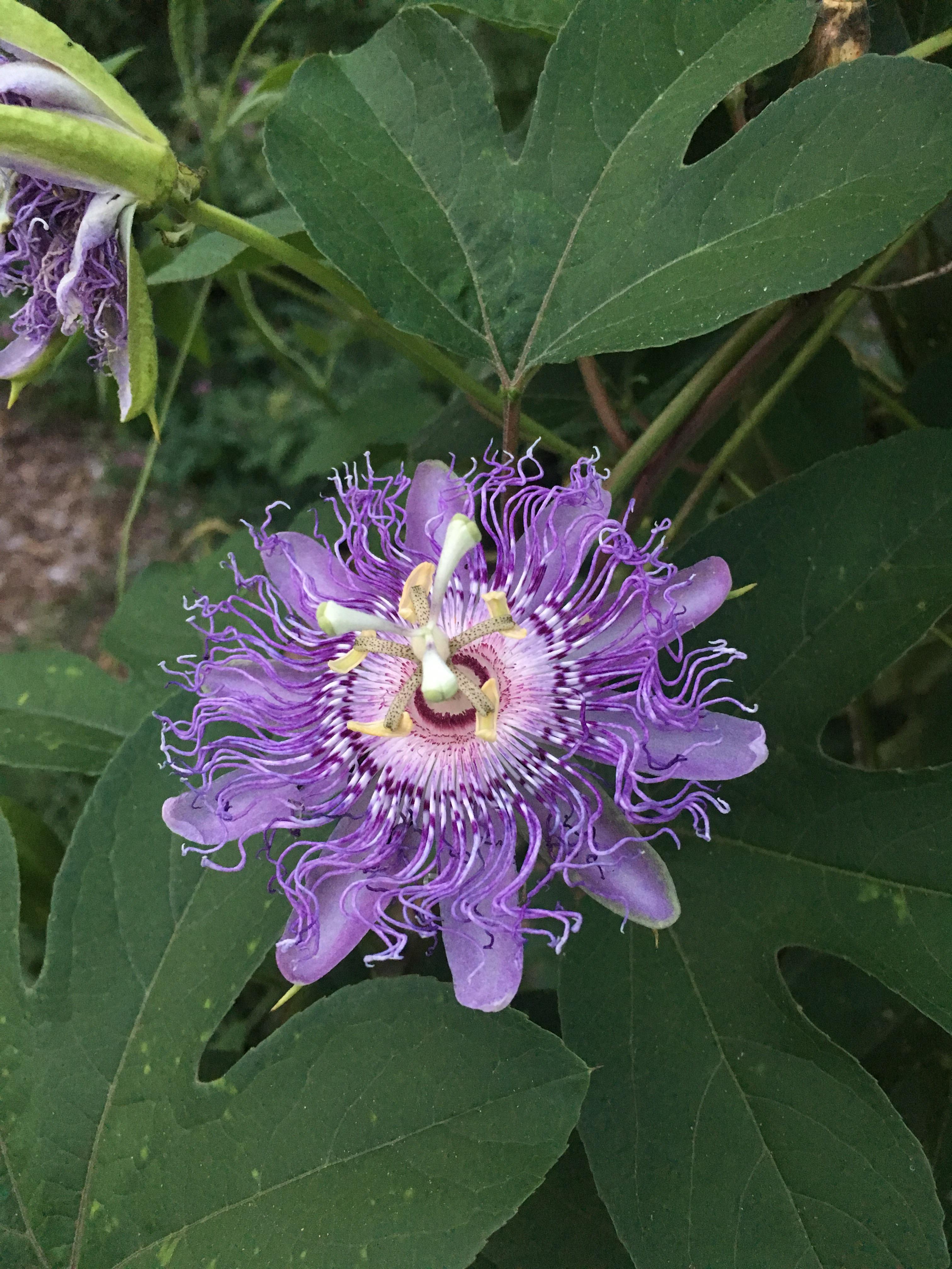 The strange and beautiful passion fruit flower. r/flowers