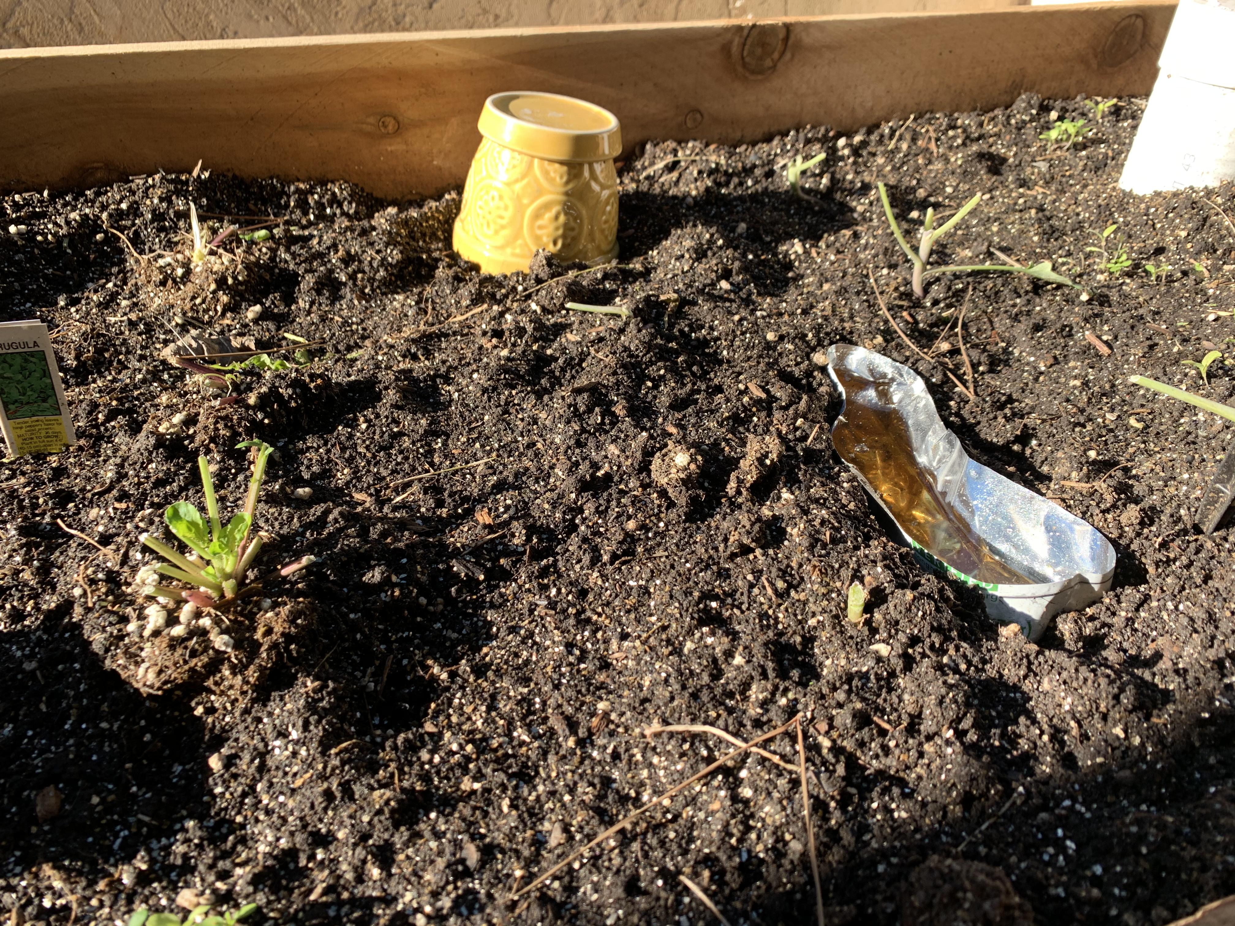 What is eating my vegetables? r/gardening