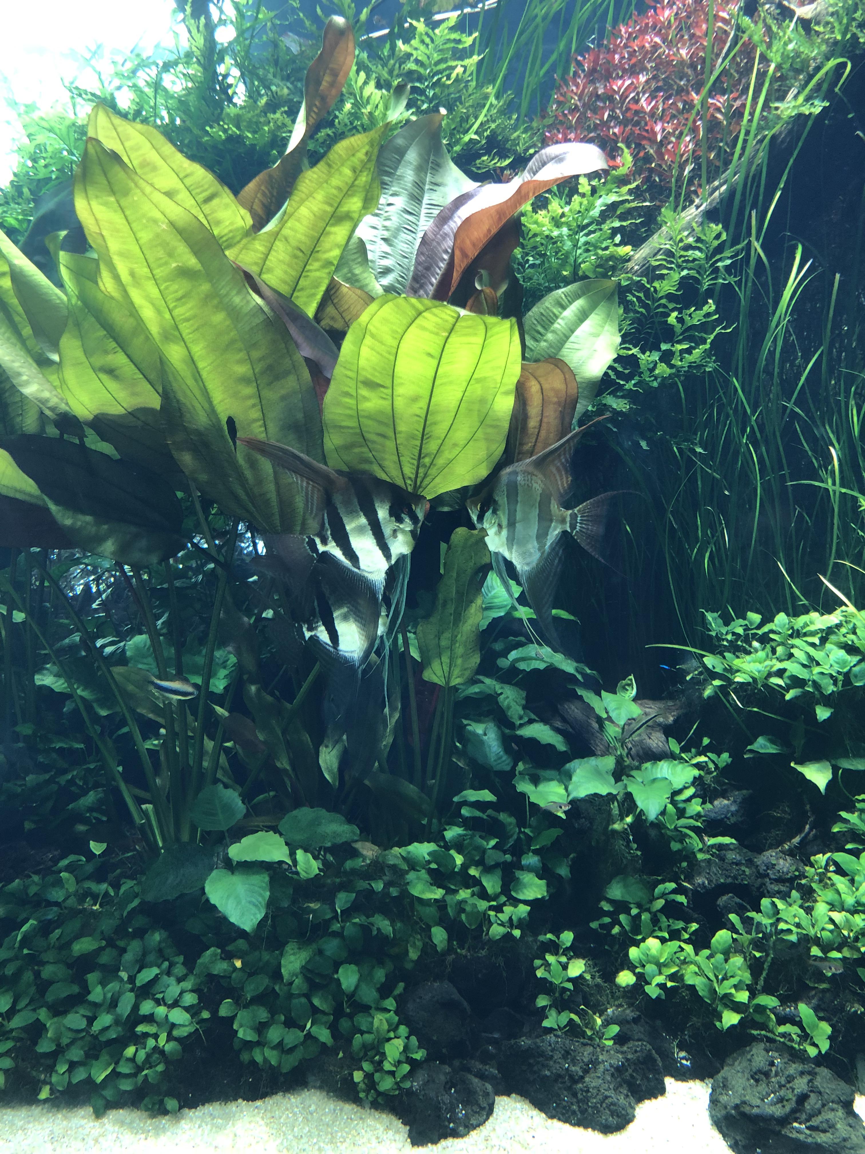 Takashi Amano exhibit in Lisbon, Portugal Aquariums
