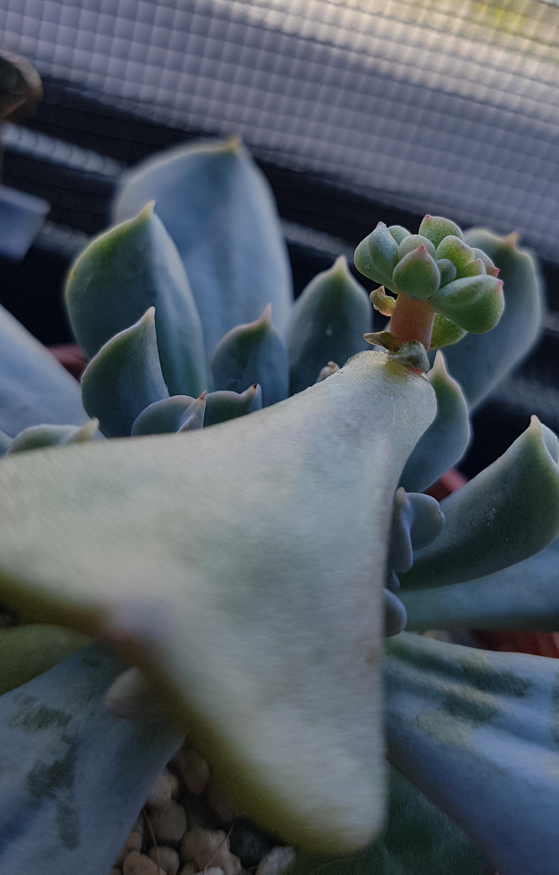 Captured the beauty of a Cubic Frost prop 💓 r/succulents