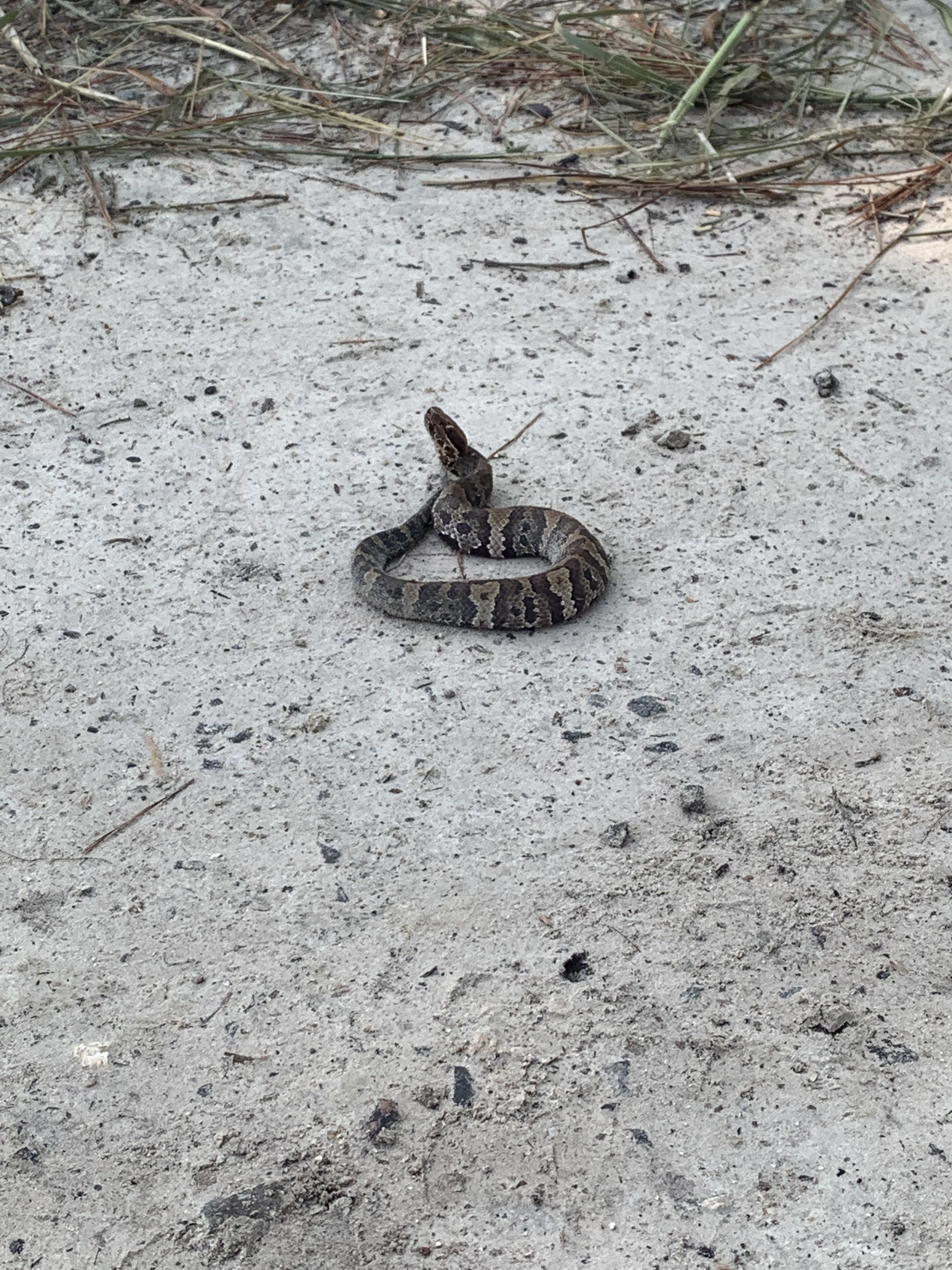 Baby water moccasin I found this morning herpetology