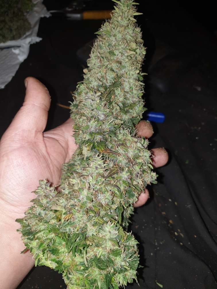 Ilgm gsc extreme Autoflowers