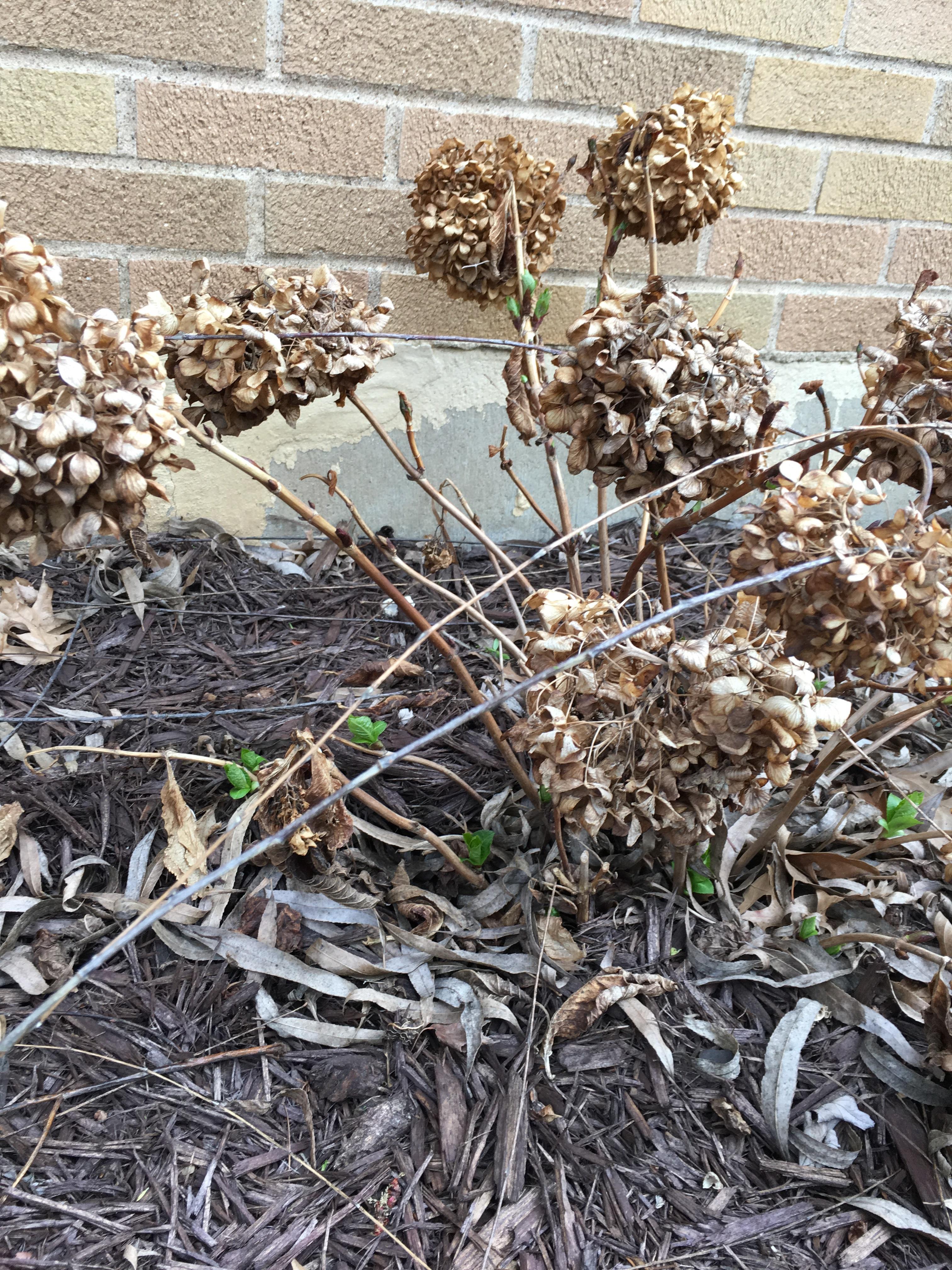 Getting some new growth on existing hydrangeas before I could cut them