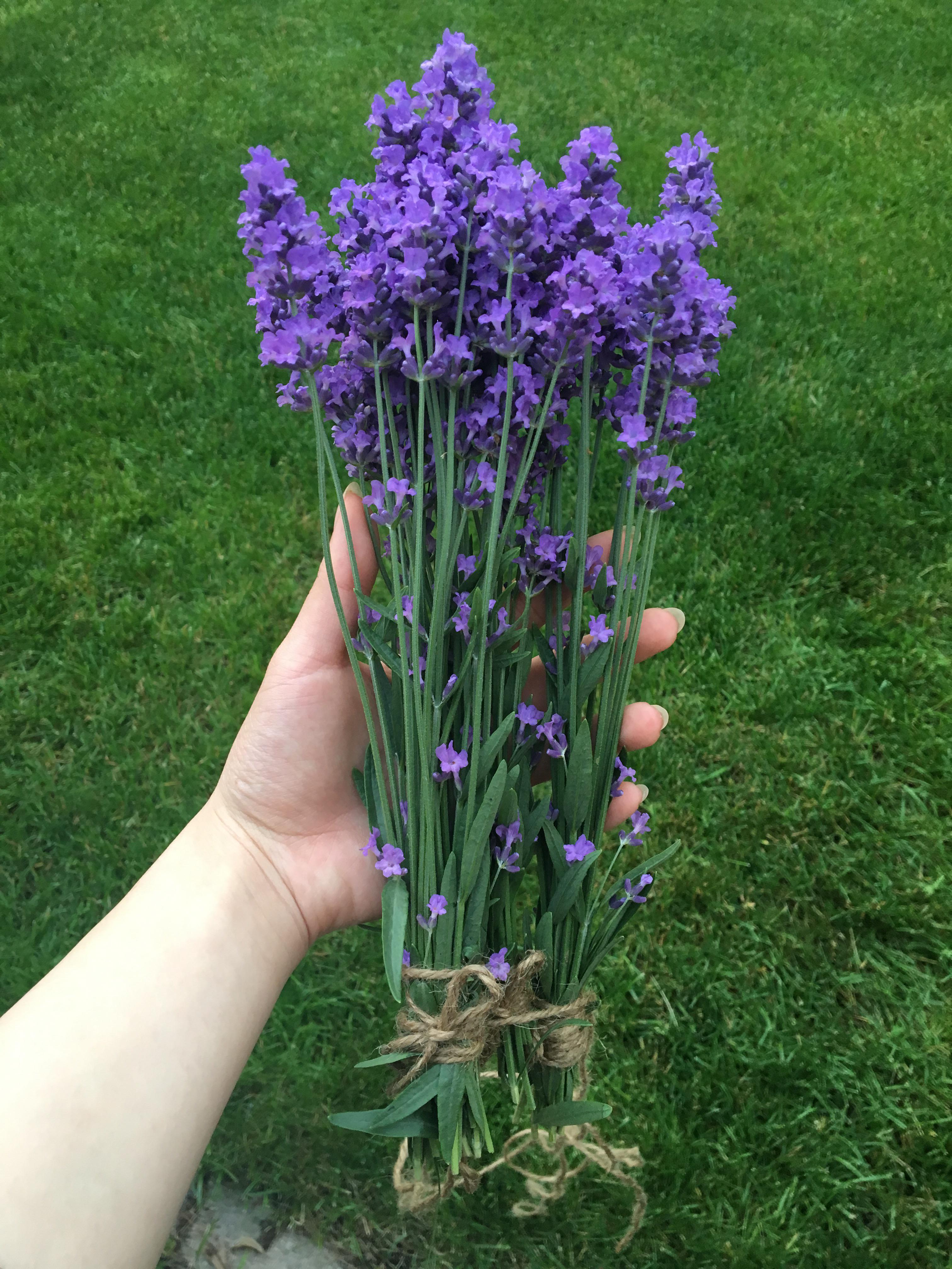 First time cutting lavender to dry! Smells delicious r/gardening