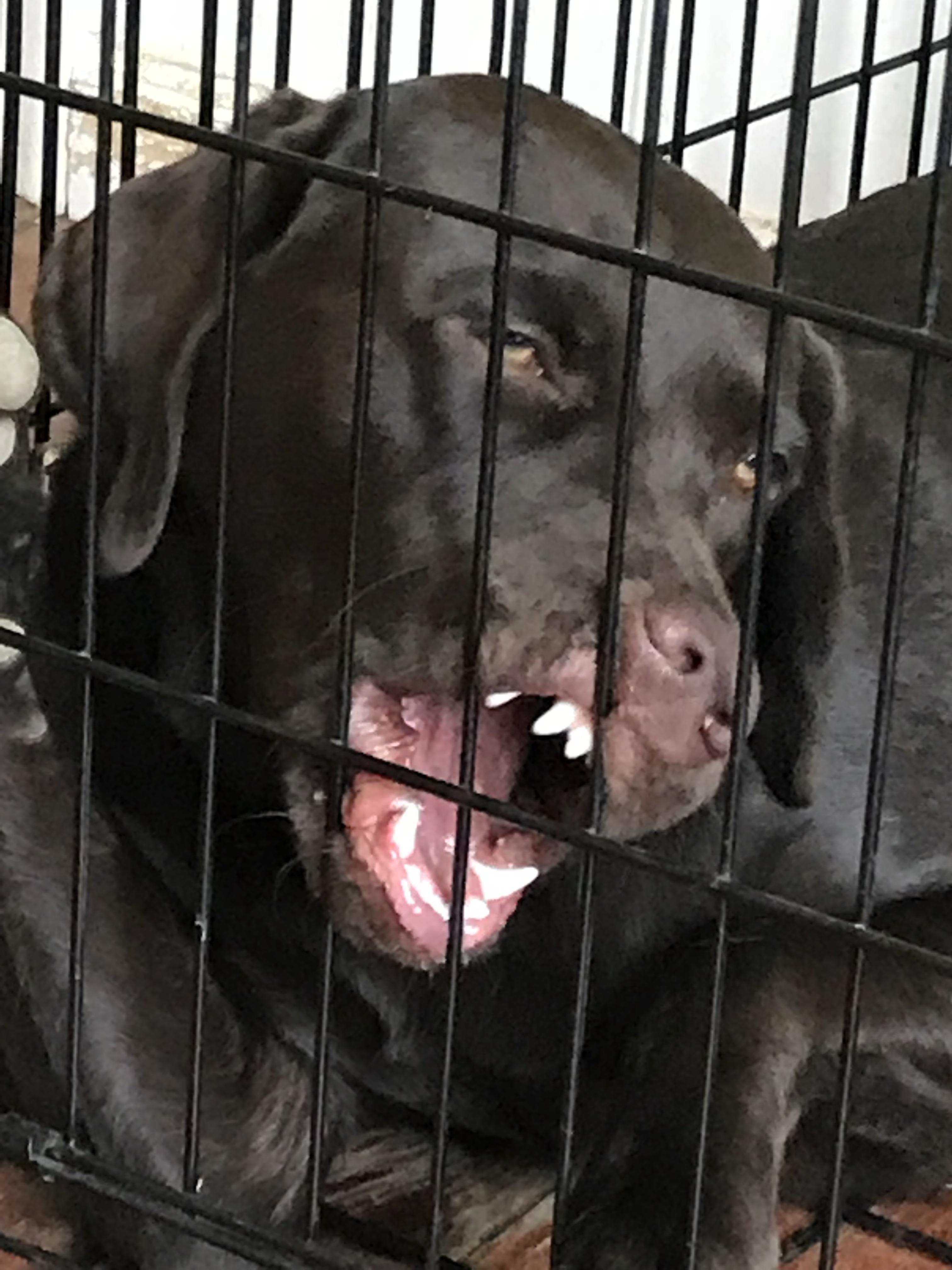 I walk into the room only to see my dog eating his crate r