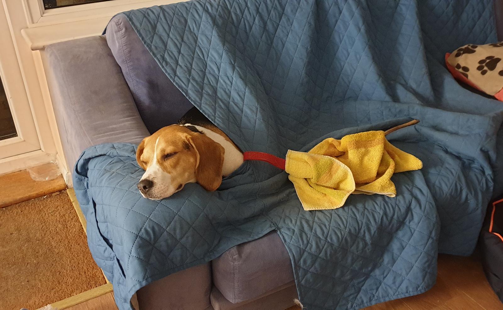 My parents got covers to keep dog hair off the couches. Until now, Duke