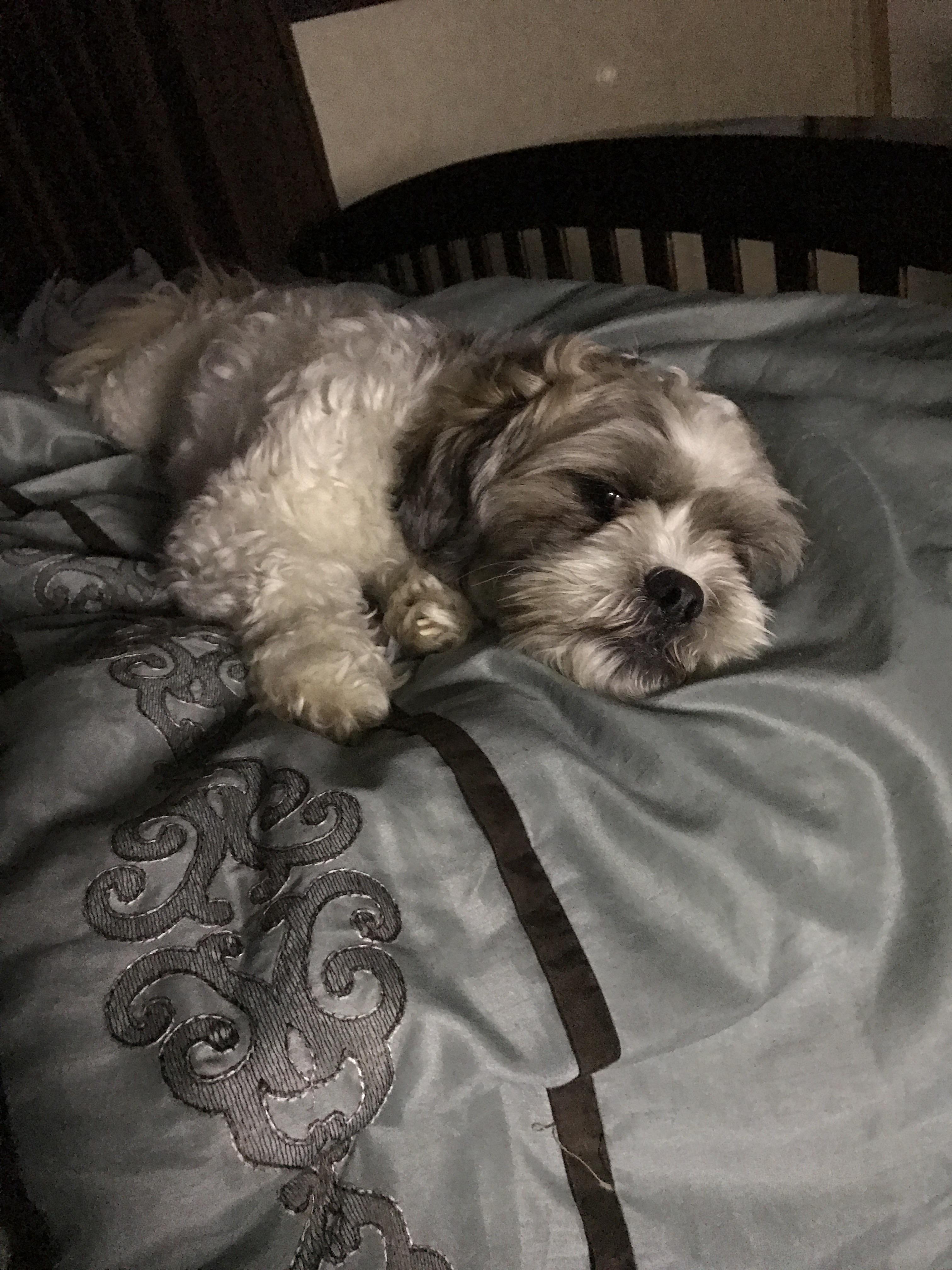[PunishmentTimeout] Bad dog put in timeout after being too cute