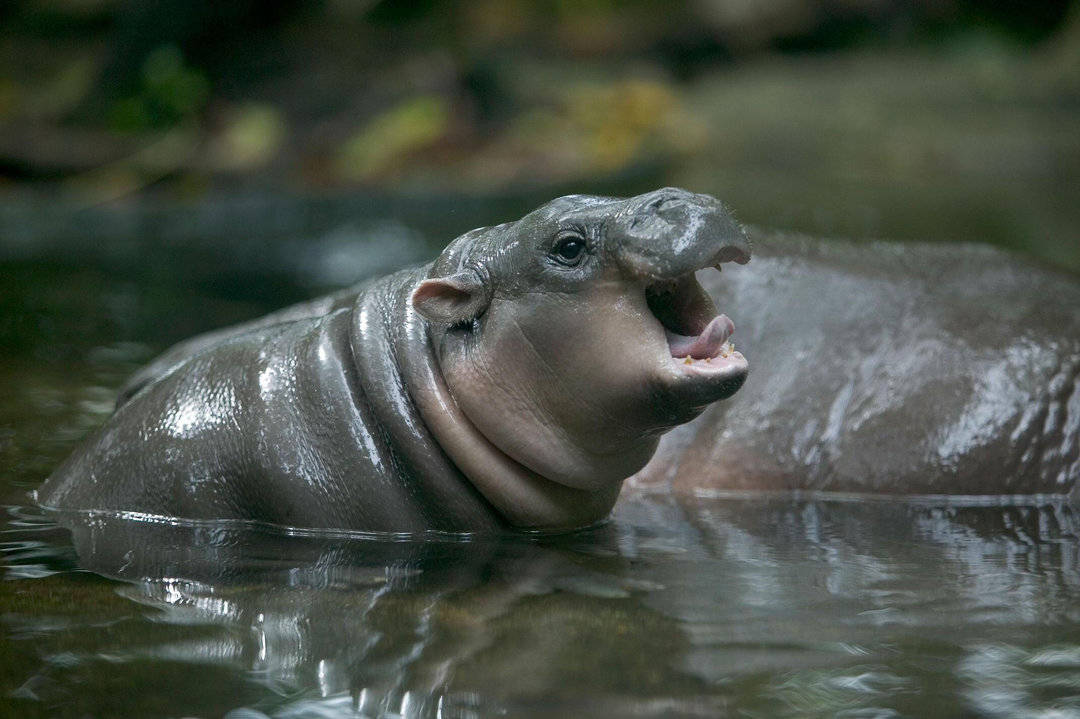PsBattle This Pygmy Hippo