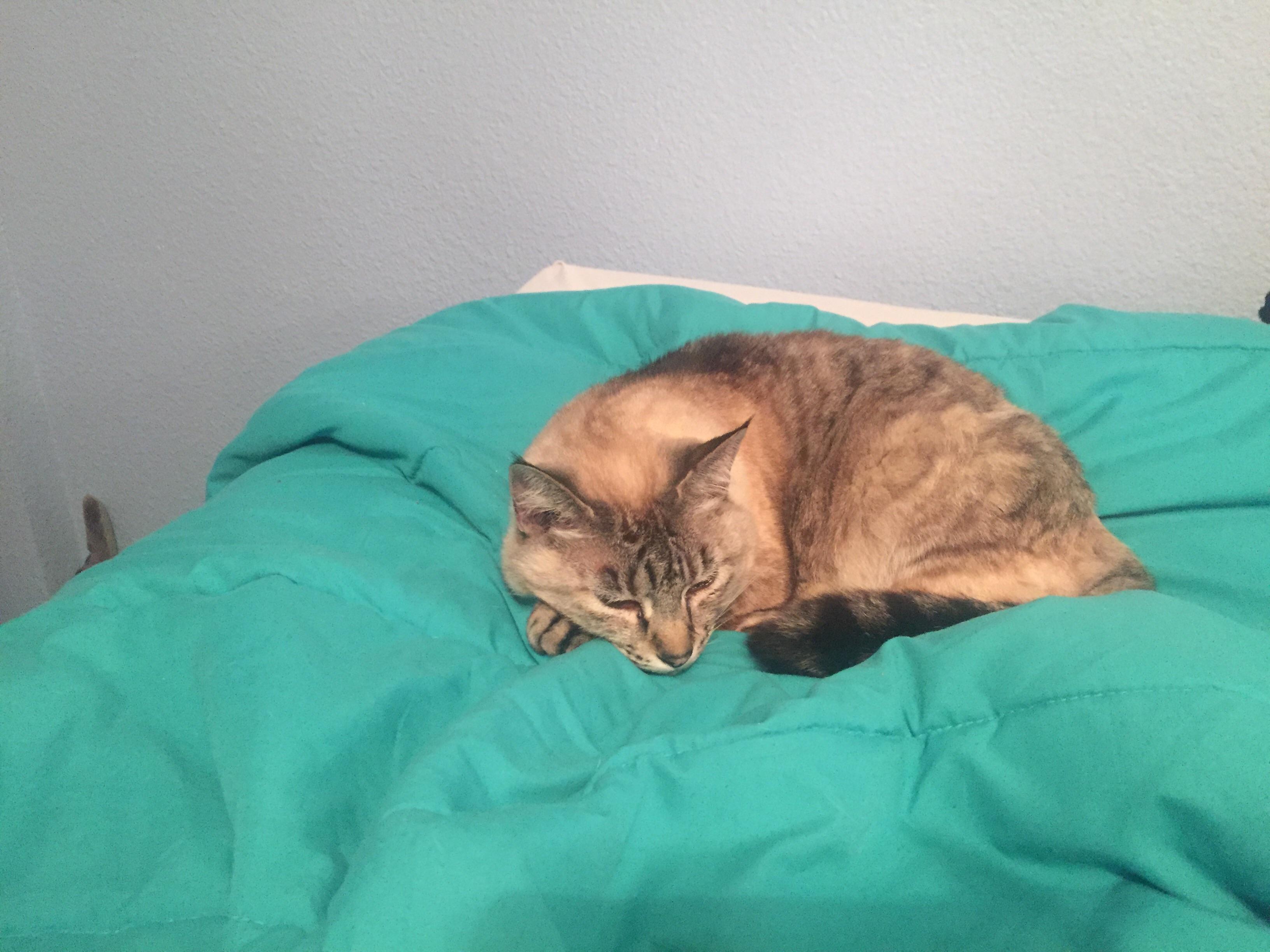 if there’s a choice between moving the cat and making the bed around