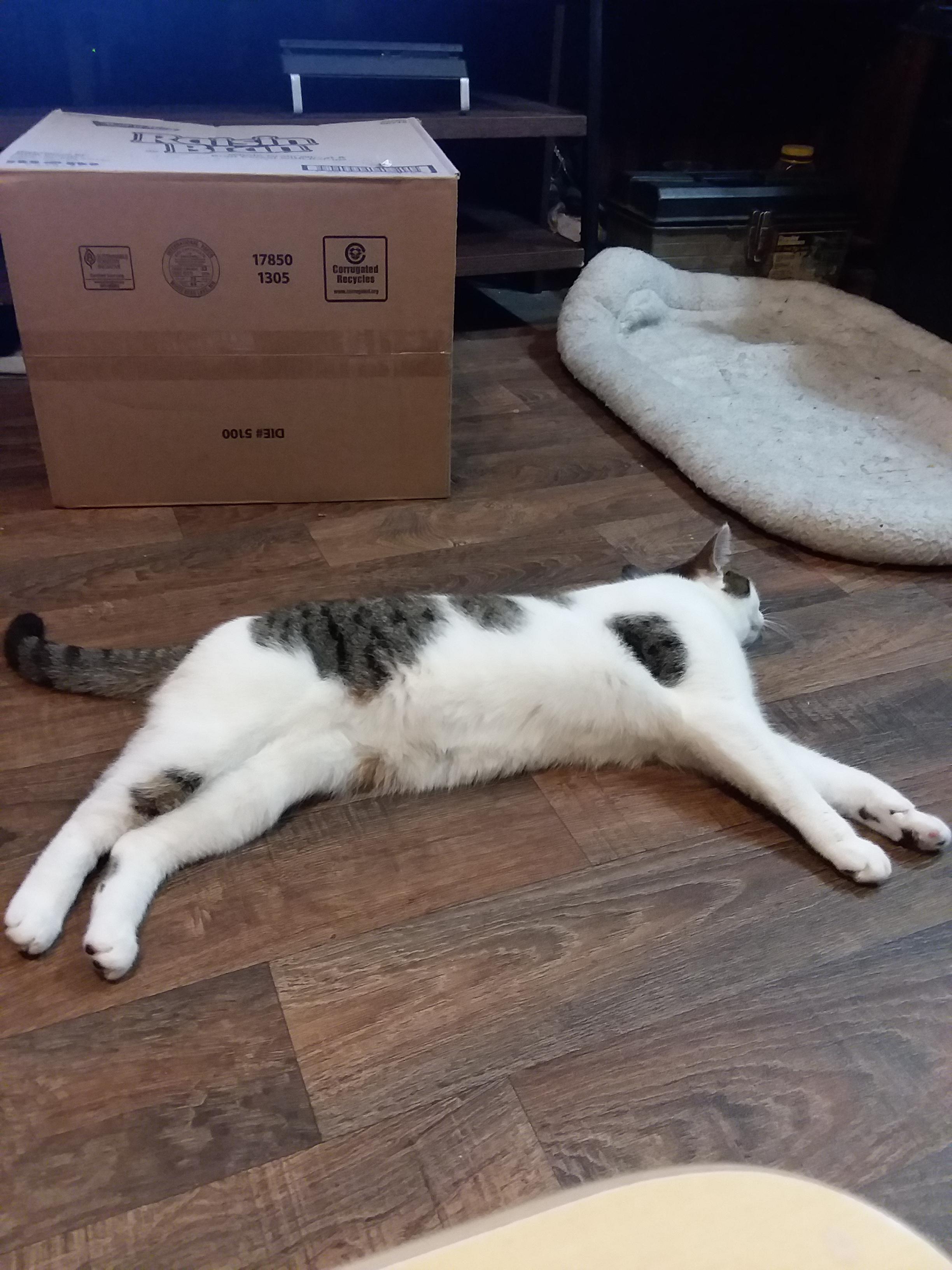 Plum tuckered out r/cats