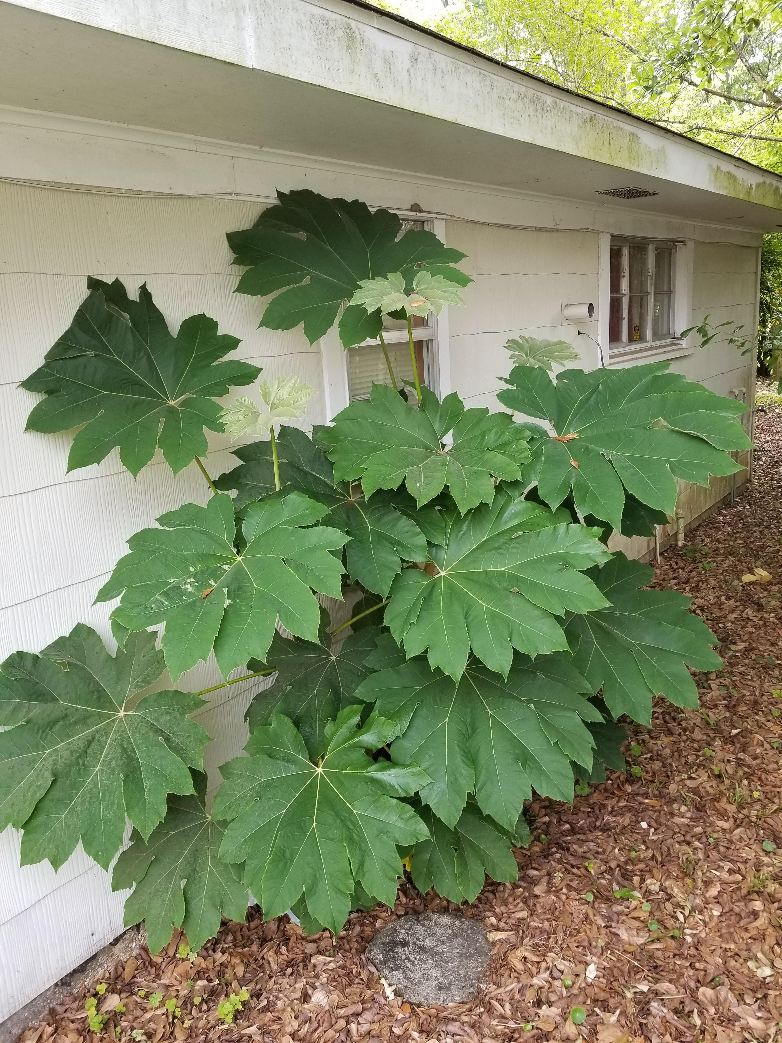 Growing on my dad's rental house and needs relocation. [Louisiana, Zone