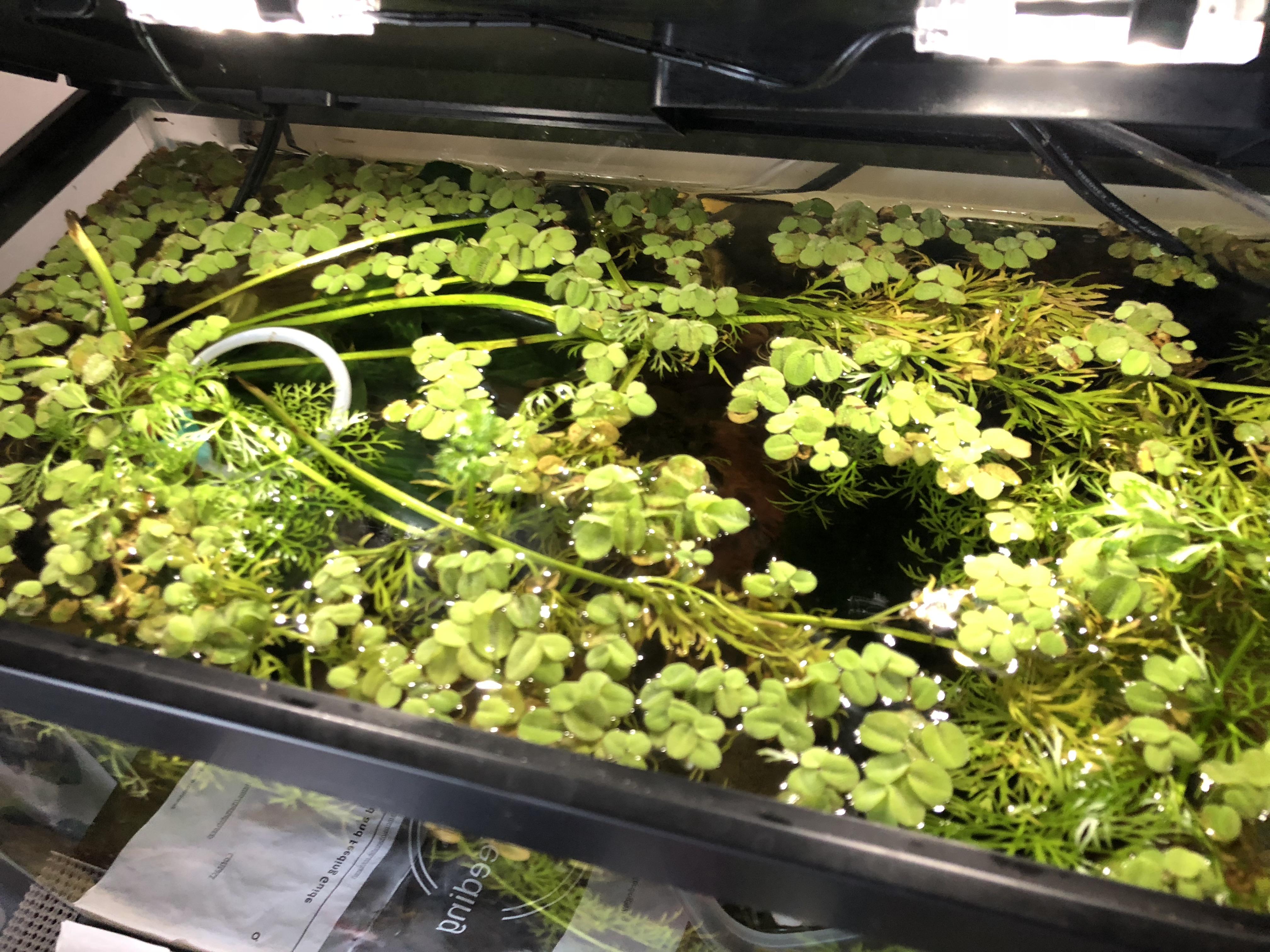 Best way to grow more water sprite? r/PlantedTank