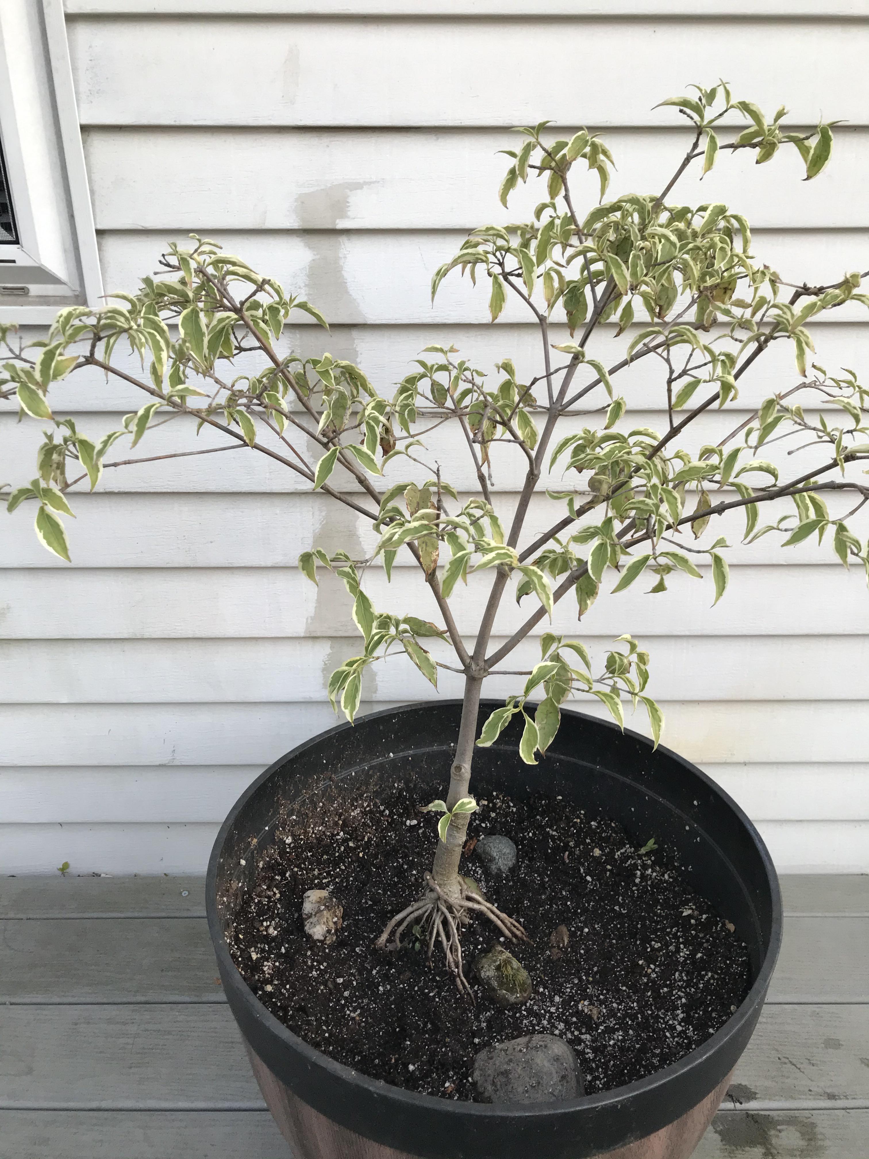 Dogwood wilting leaves r/Bonsai