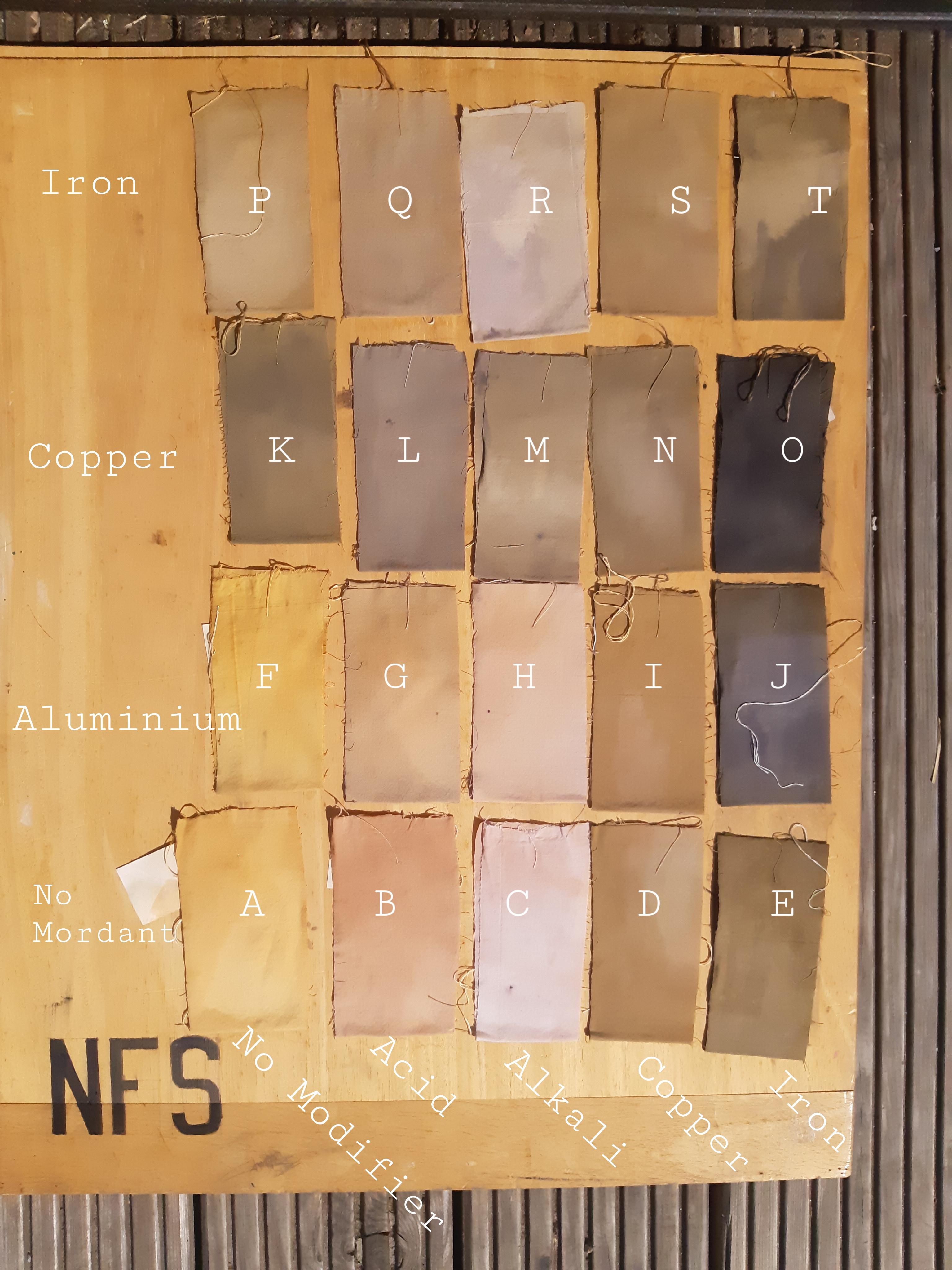 First forays into natural dyeing Onion skins as a dye on white cotton