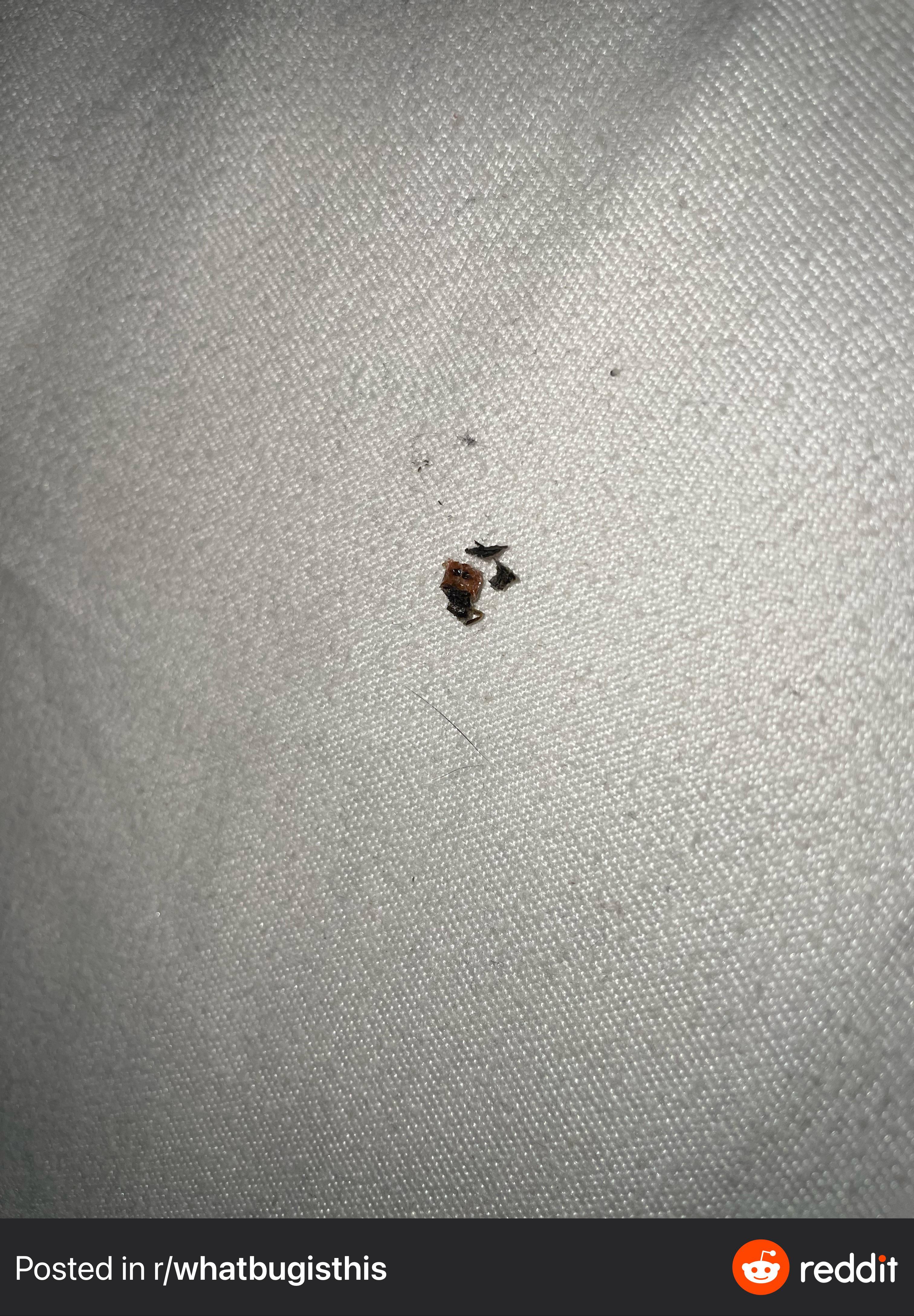 Flea Infestation In House