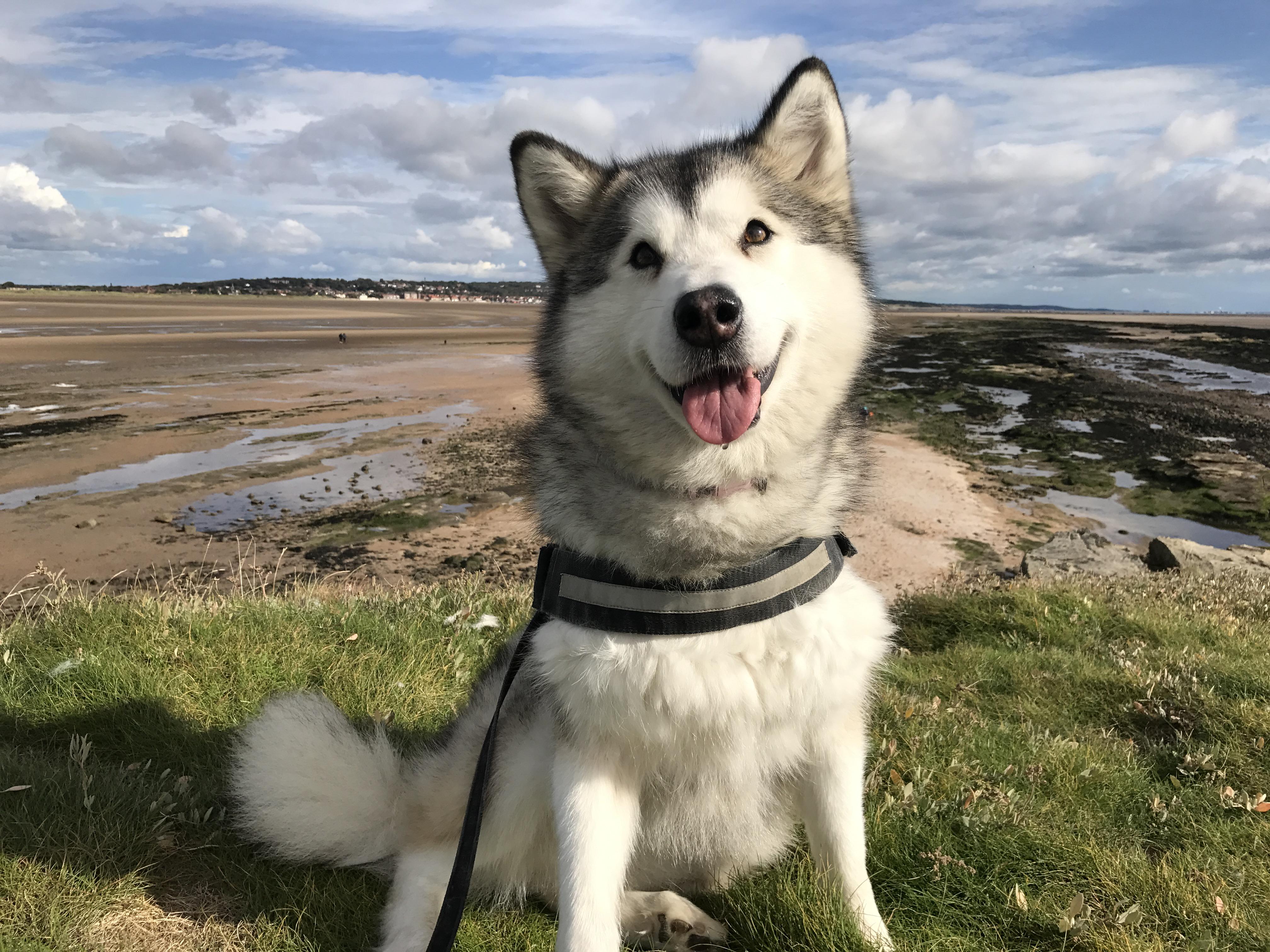 My 6 year old puppy r/aww