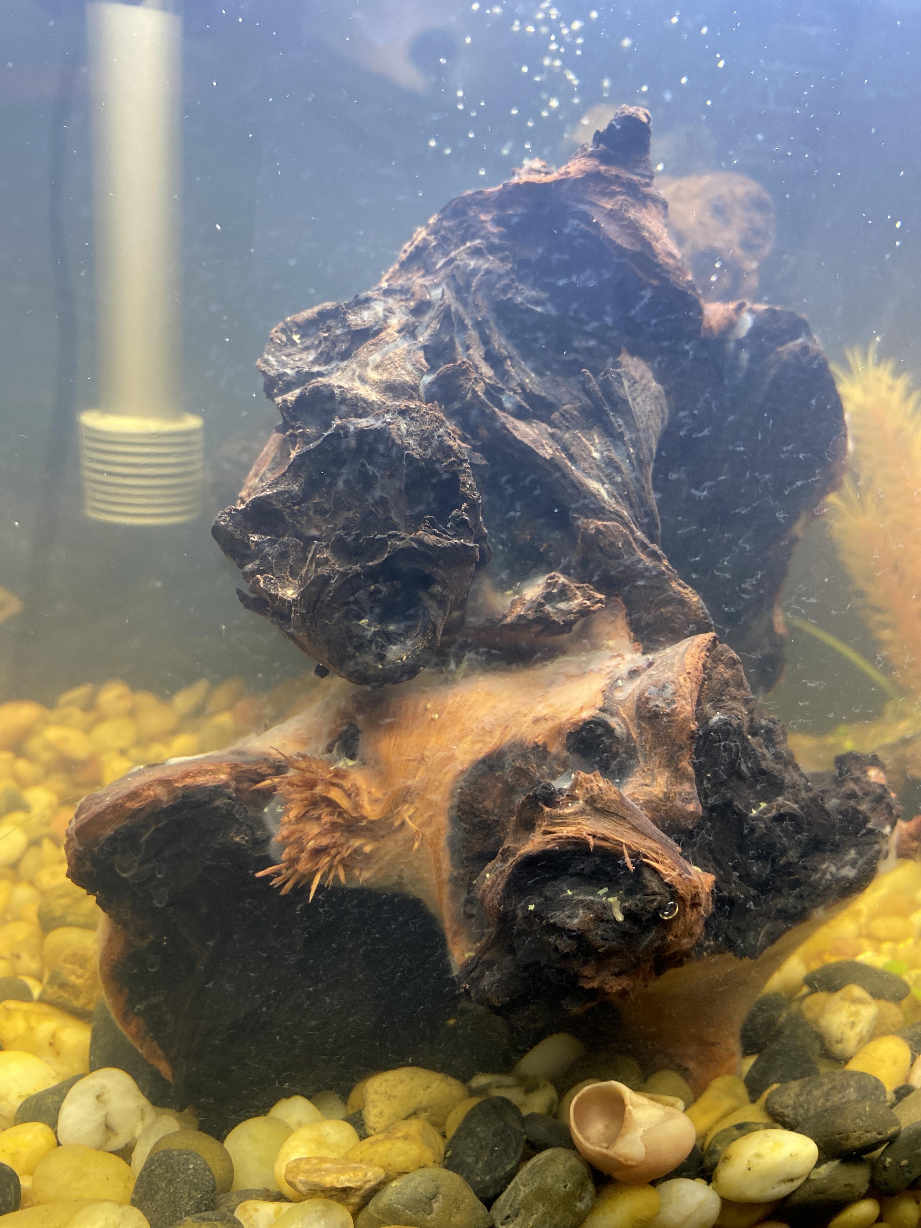 Mopani Wood r/Aquariums