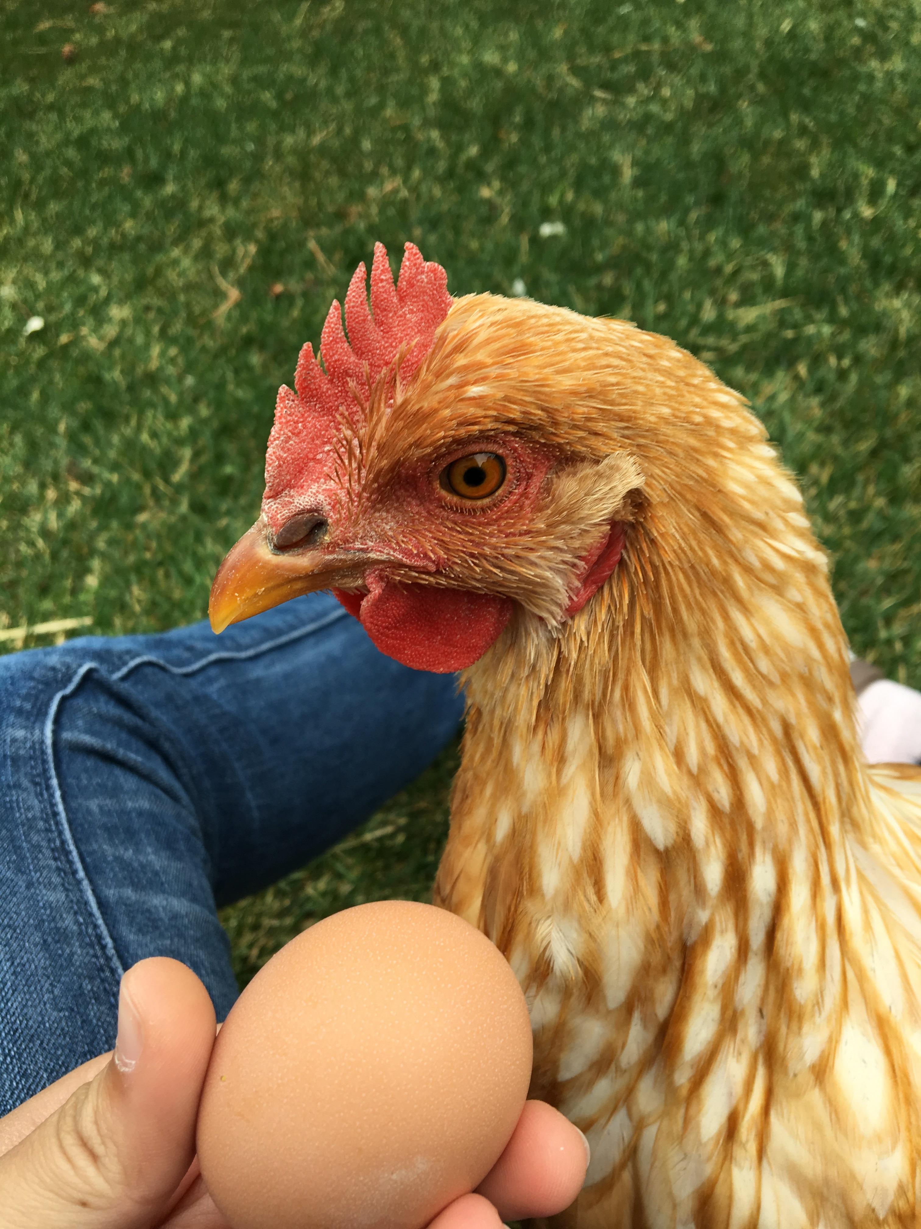 Those who said Honey is a hen were right! Today 9/29 marks the day she